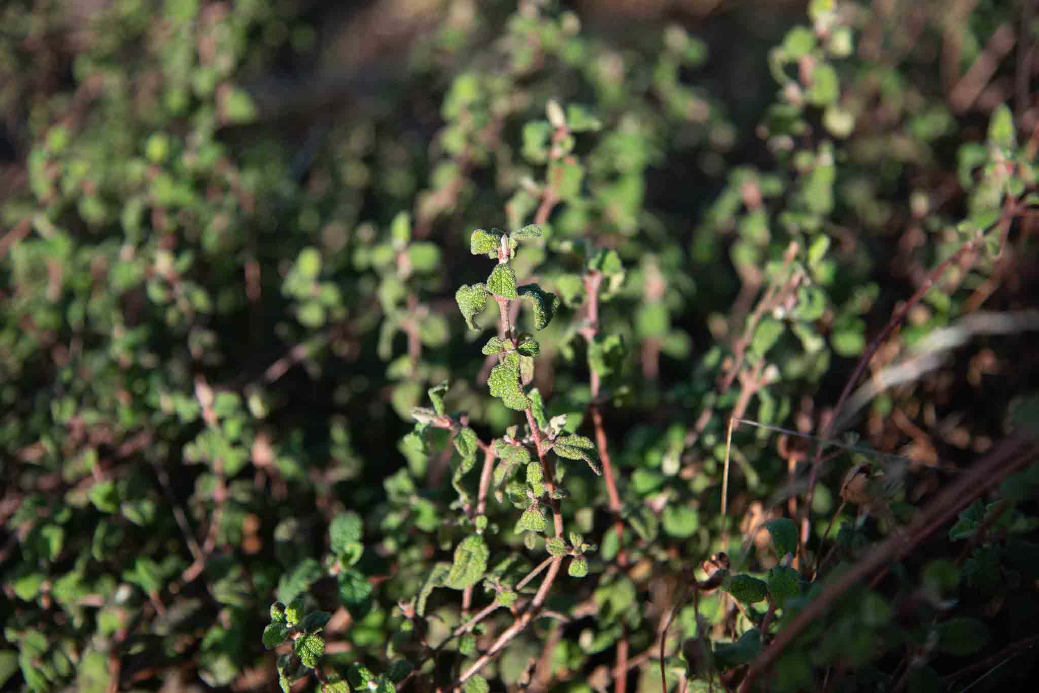 Jaguarzo morisco (Cistus salviifolius)