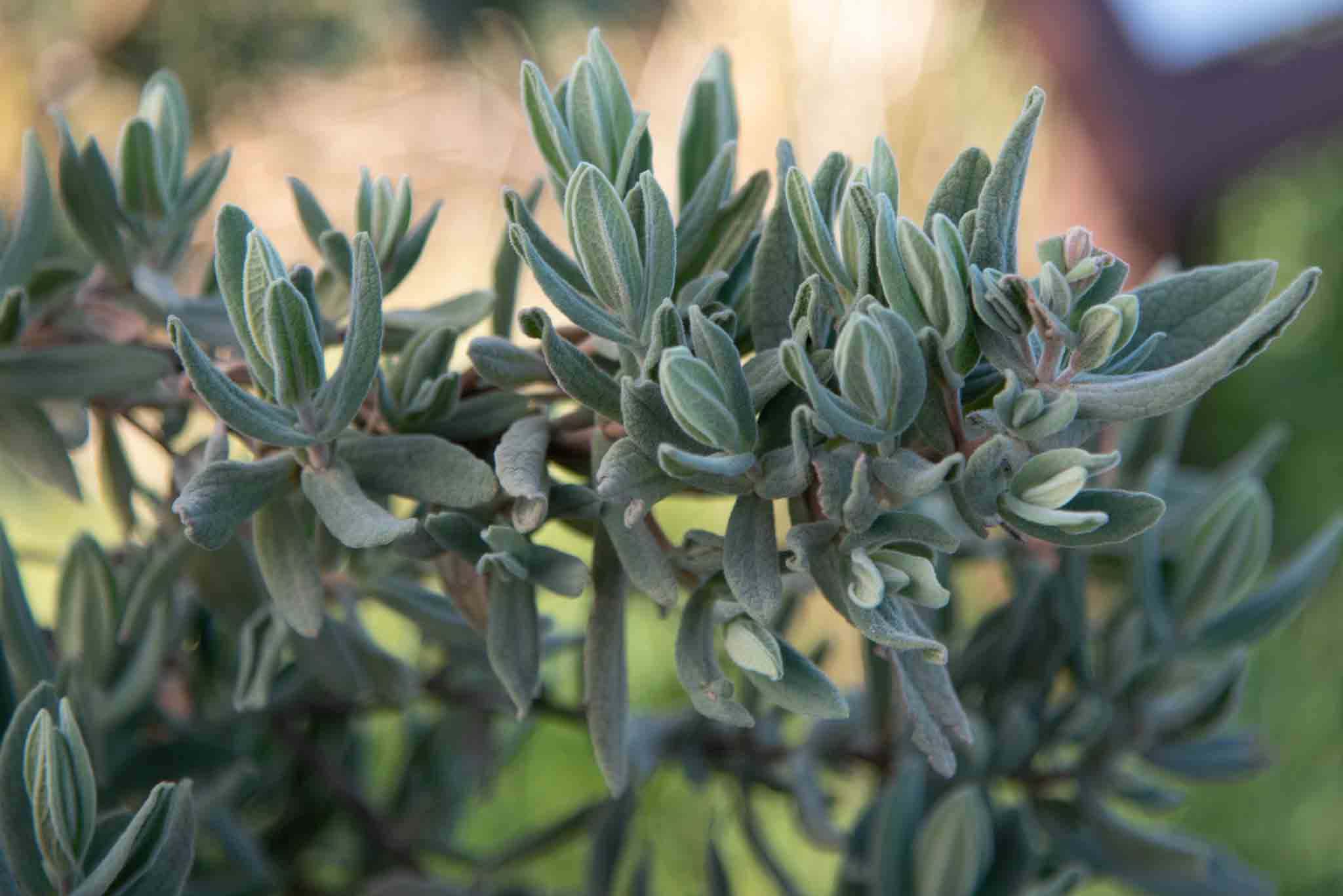 Jara blanca Cistus albidus palillos 2