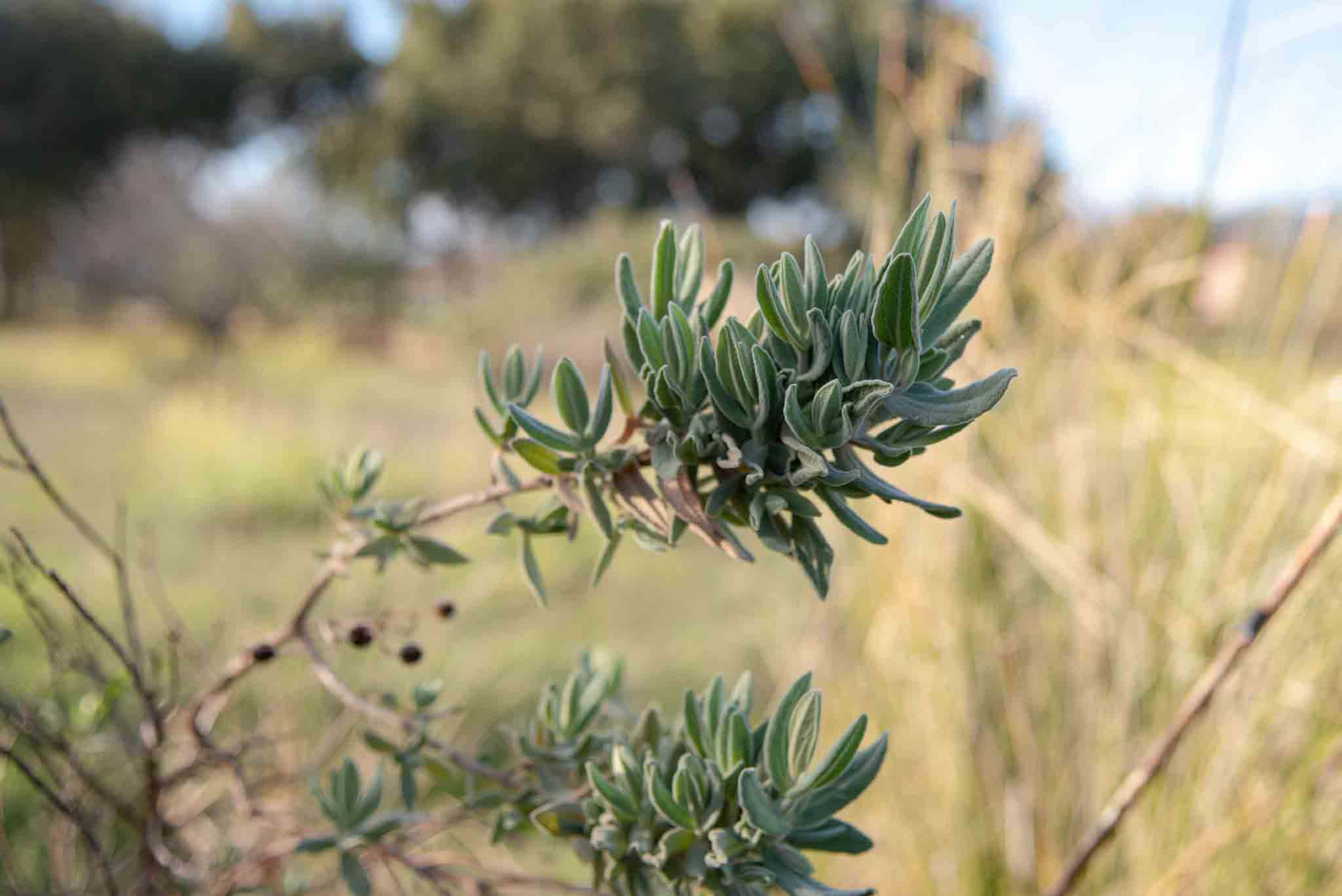 Jara blanca Cistus albidus palillos