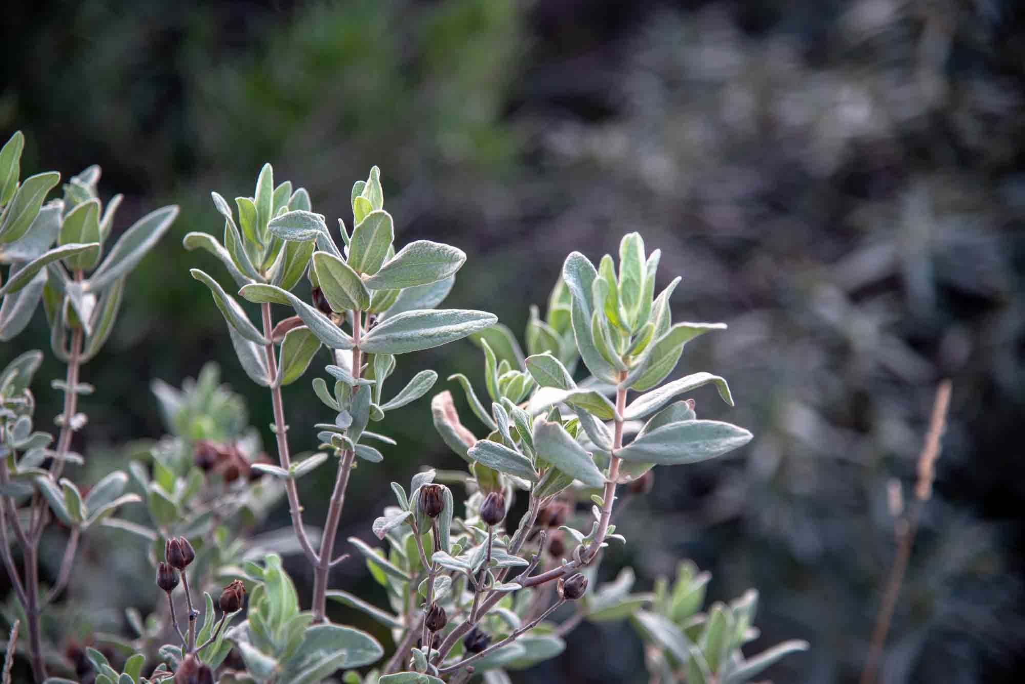 Jara blanca plaza de los moros Cistus albidus