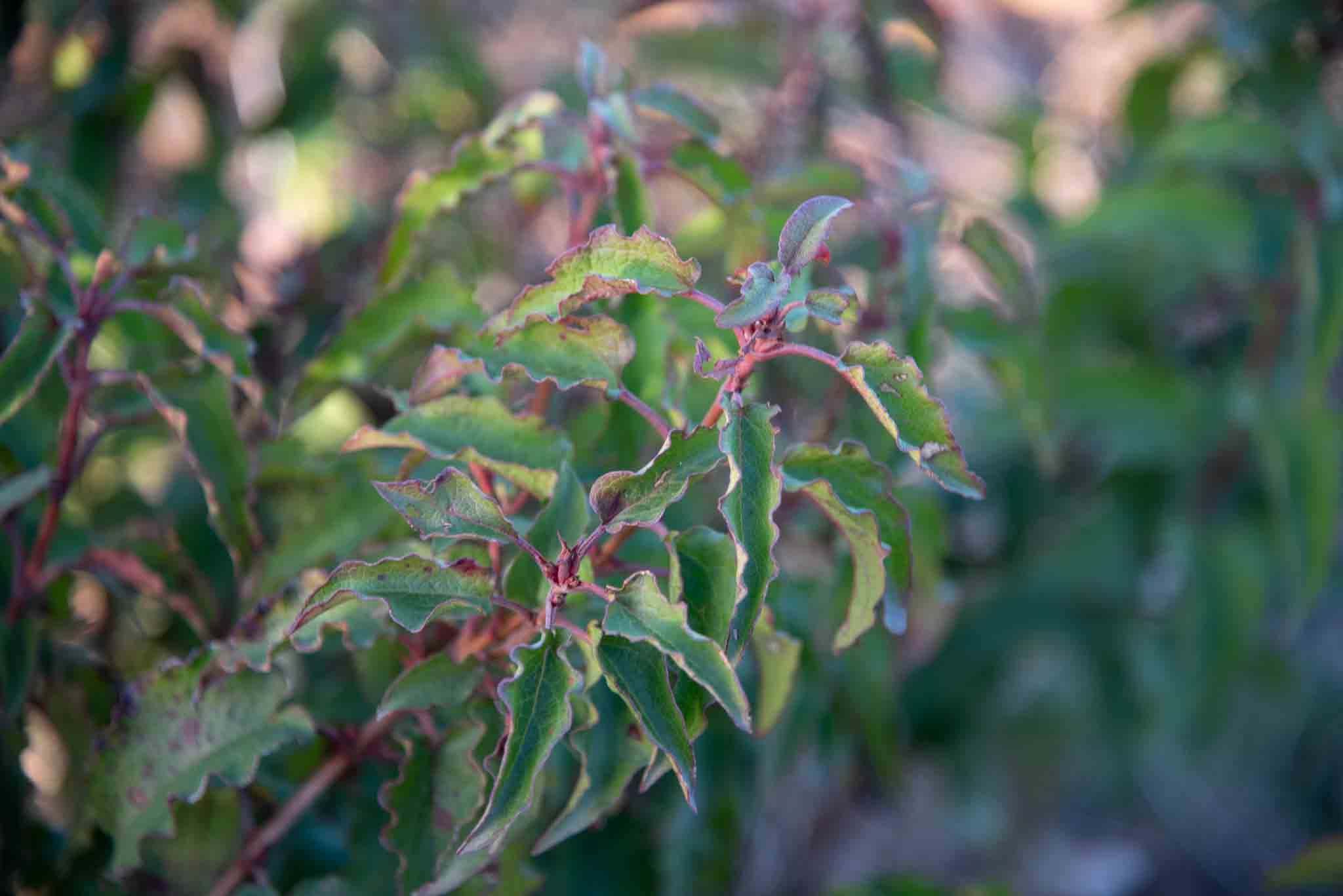 Jara cervuna ( Cistus populifolius )