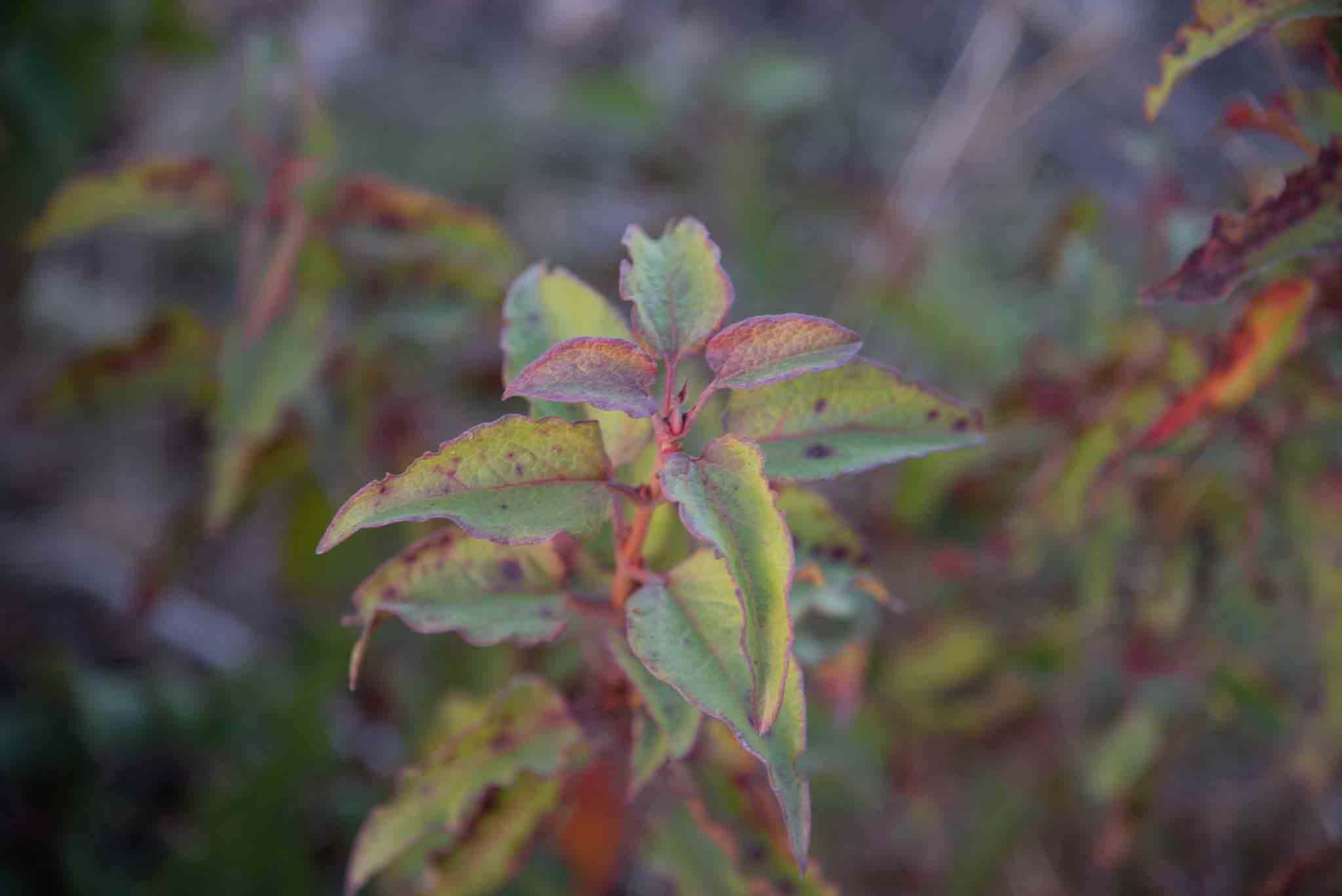Jara cervuna ( Cistus populifolius )