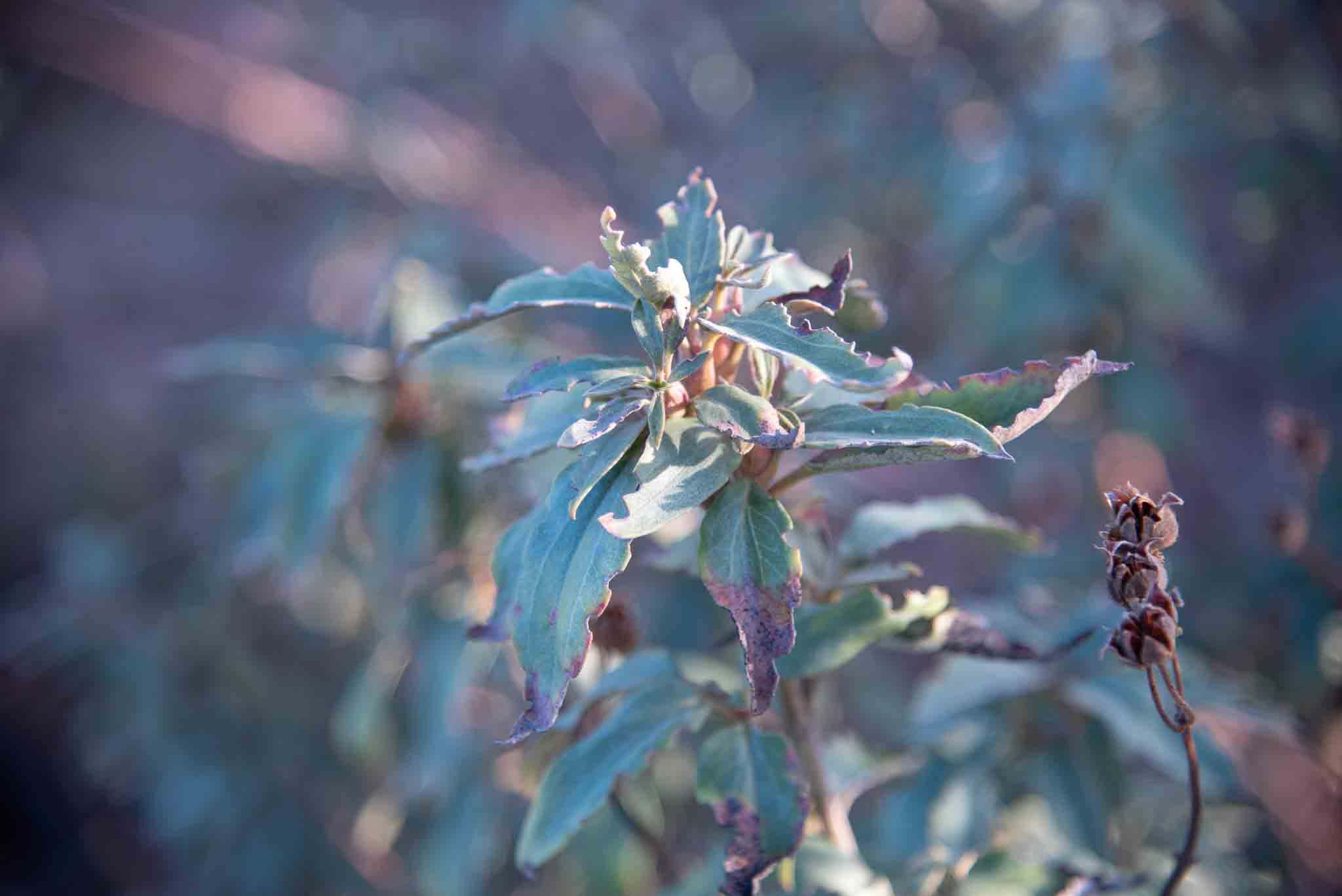 Jara estepa cistus laurifolius palillos