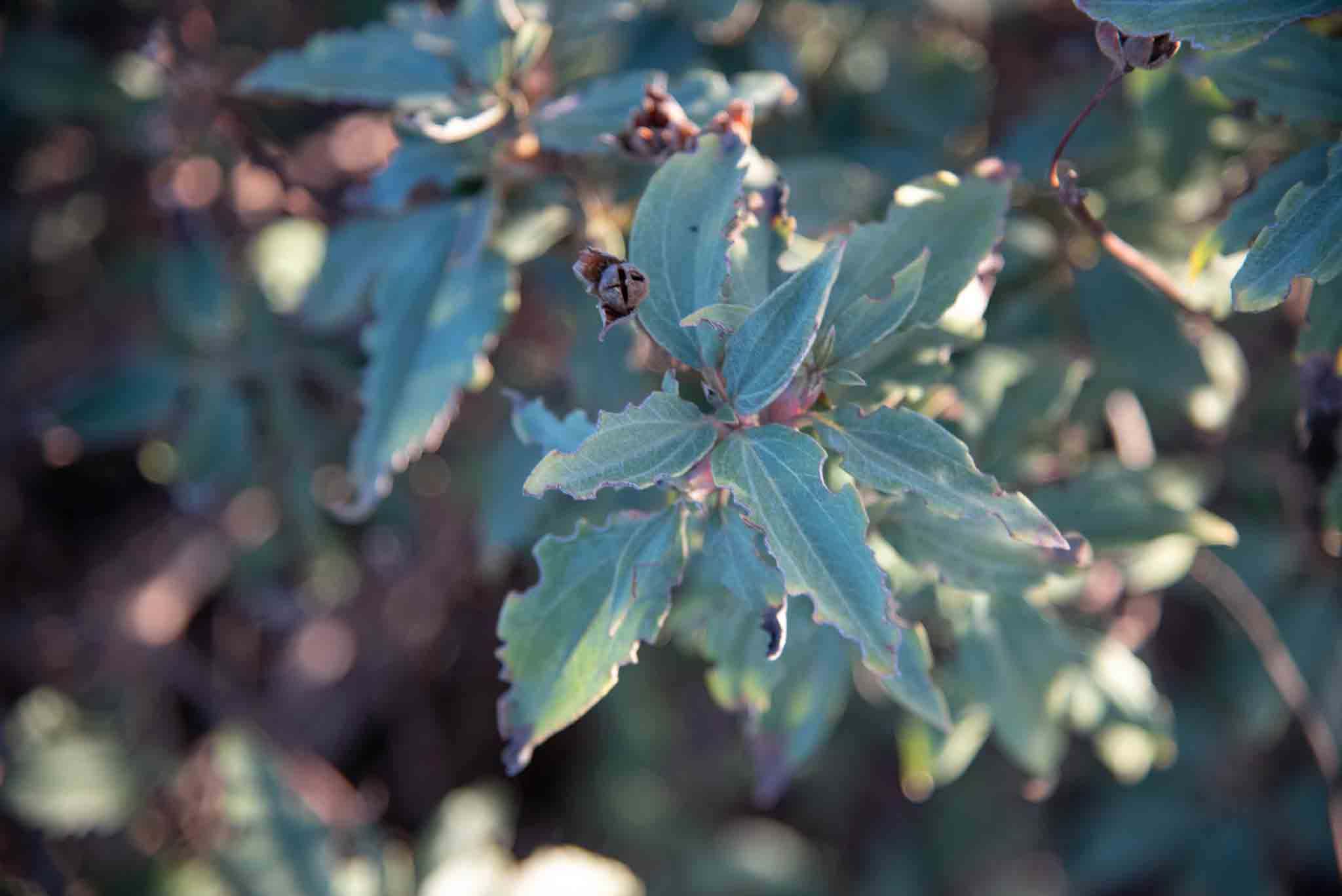 Jara estepa cistus laurifolius palillos