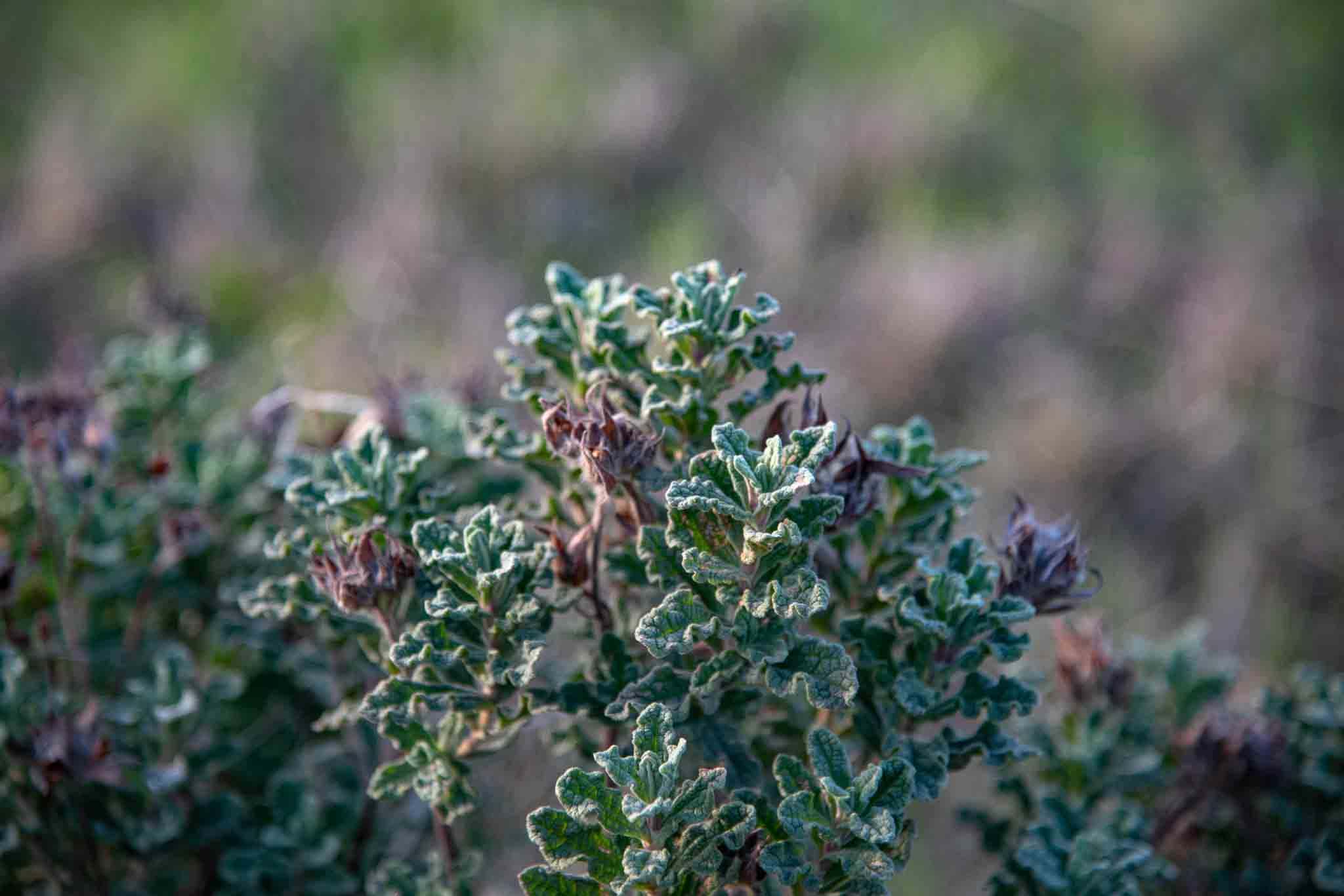 Jara montesina (Cistus crispus)