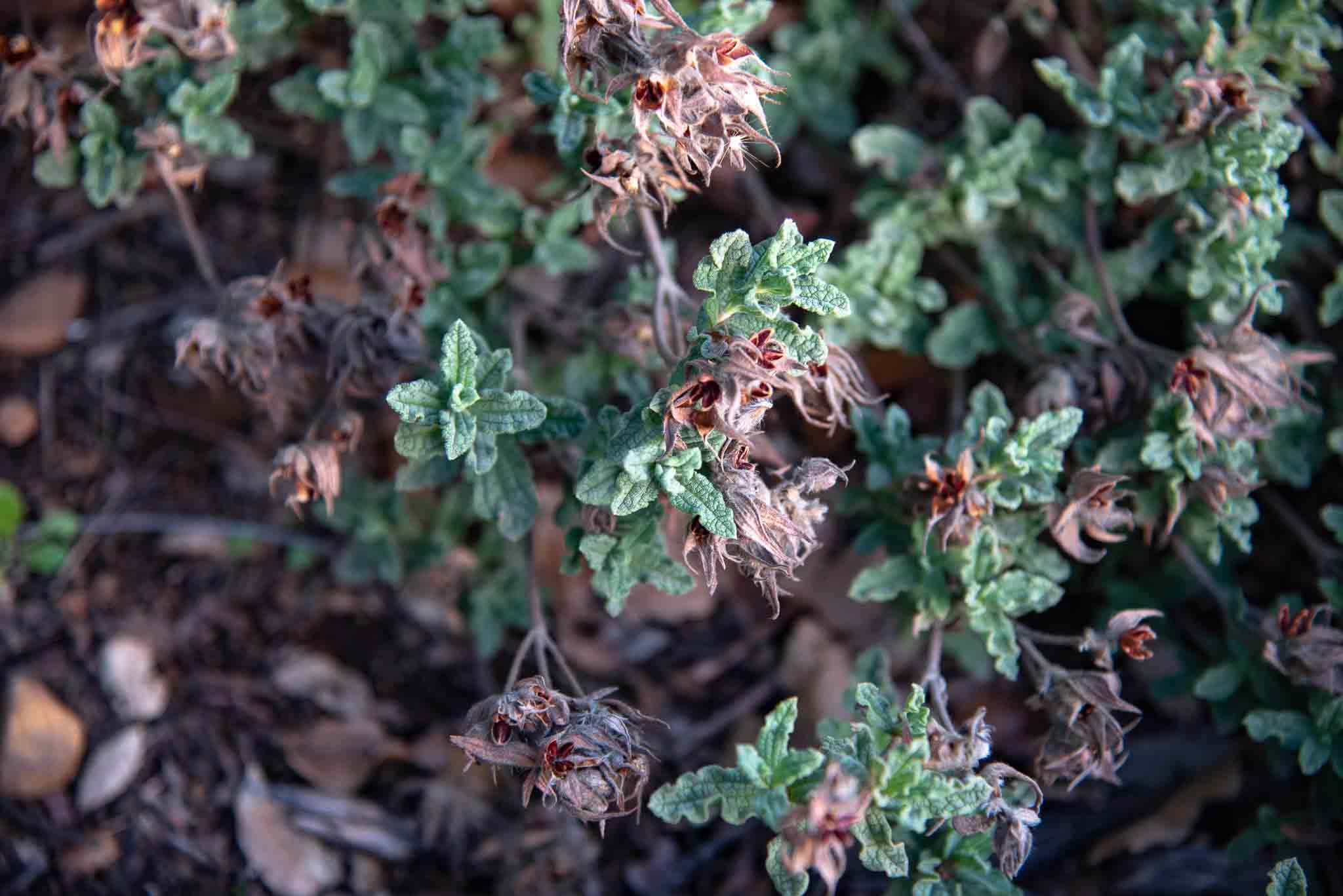Jara montesina Cistus crispus palillos