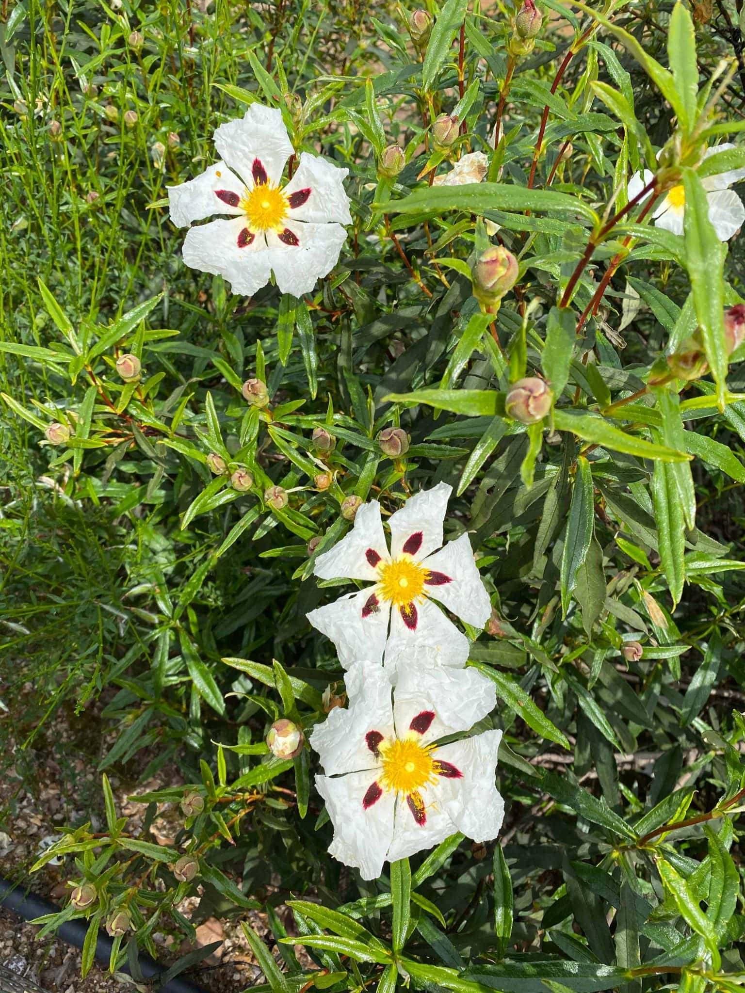 Jara pringosa (Cistus ladanifer) en el camping.