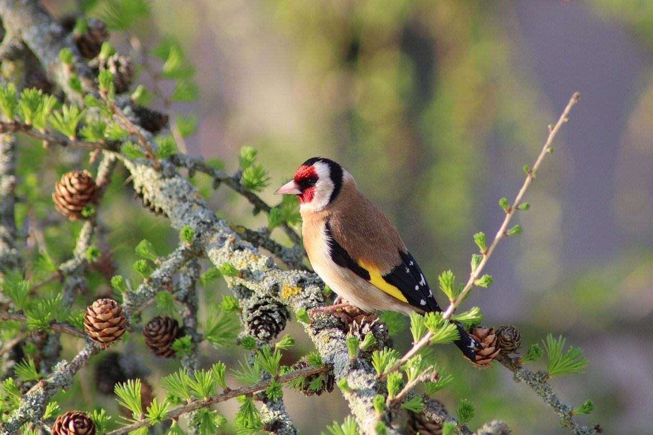 Jilguero (Carduelis carduelis)
