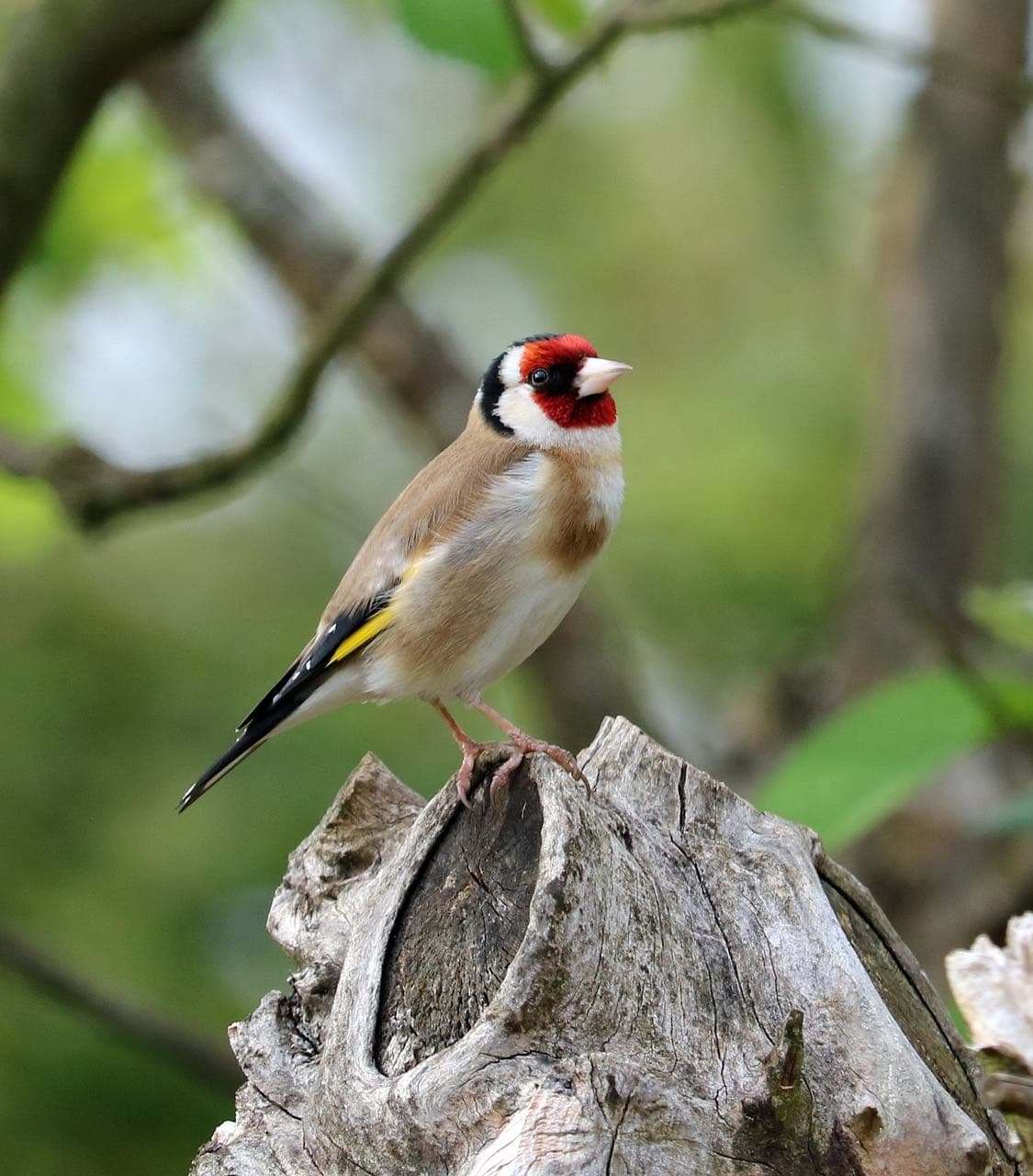 Jilguero (Carduelis carduelis)