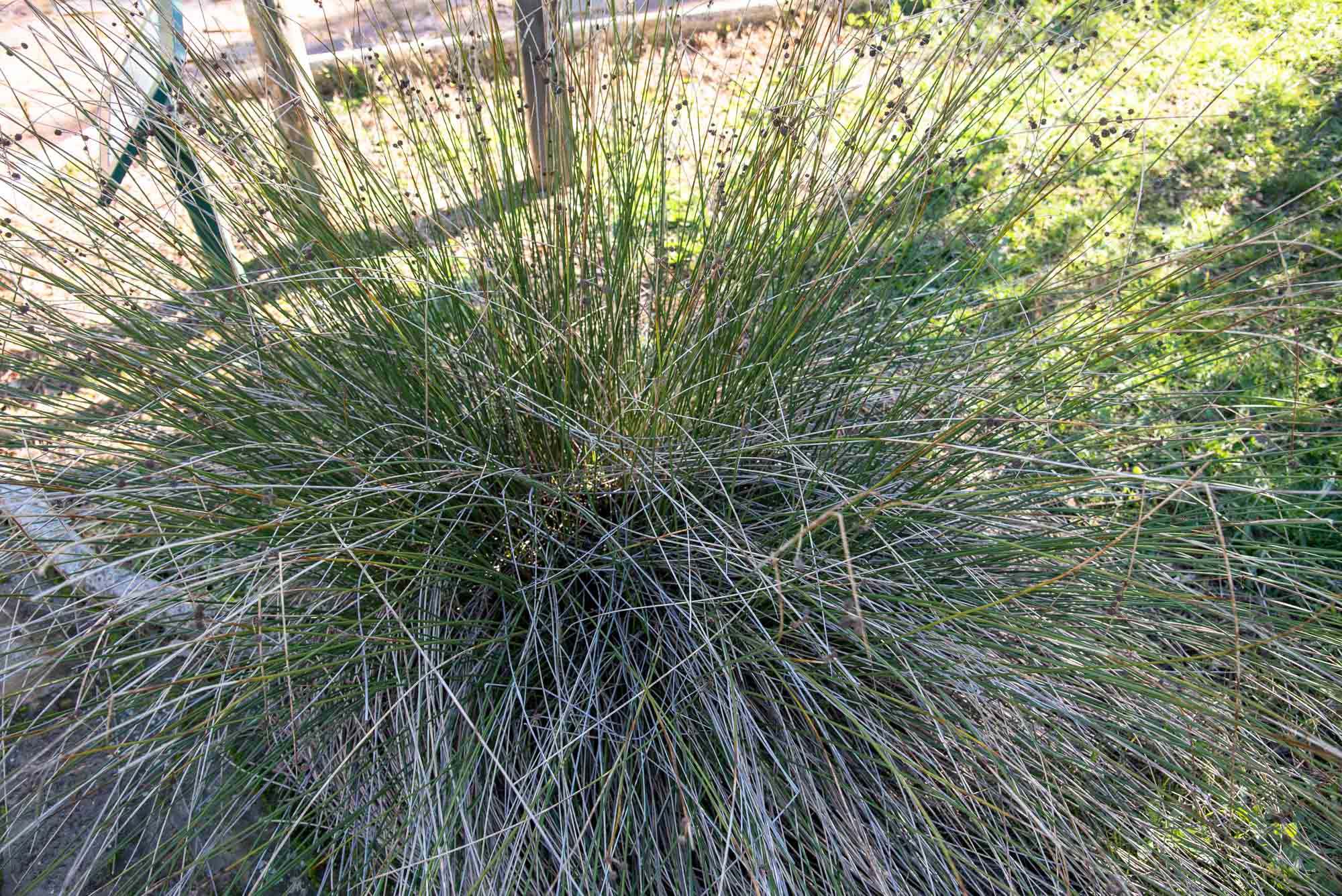 Junco churrero (Scirpus holoschoenus)
