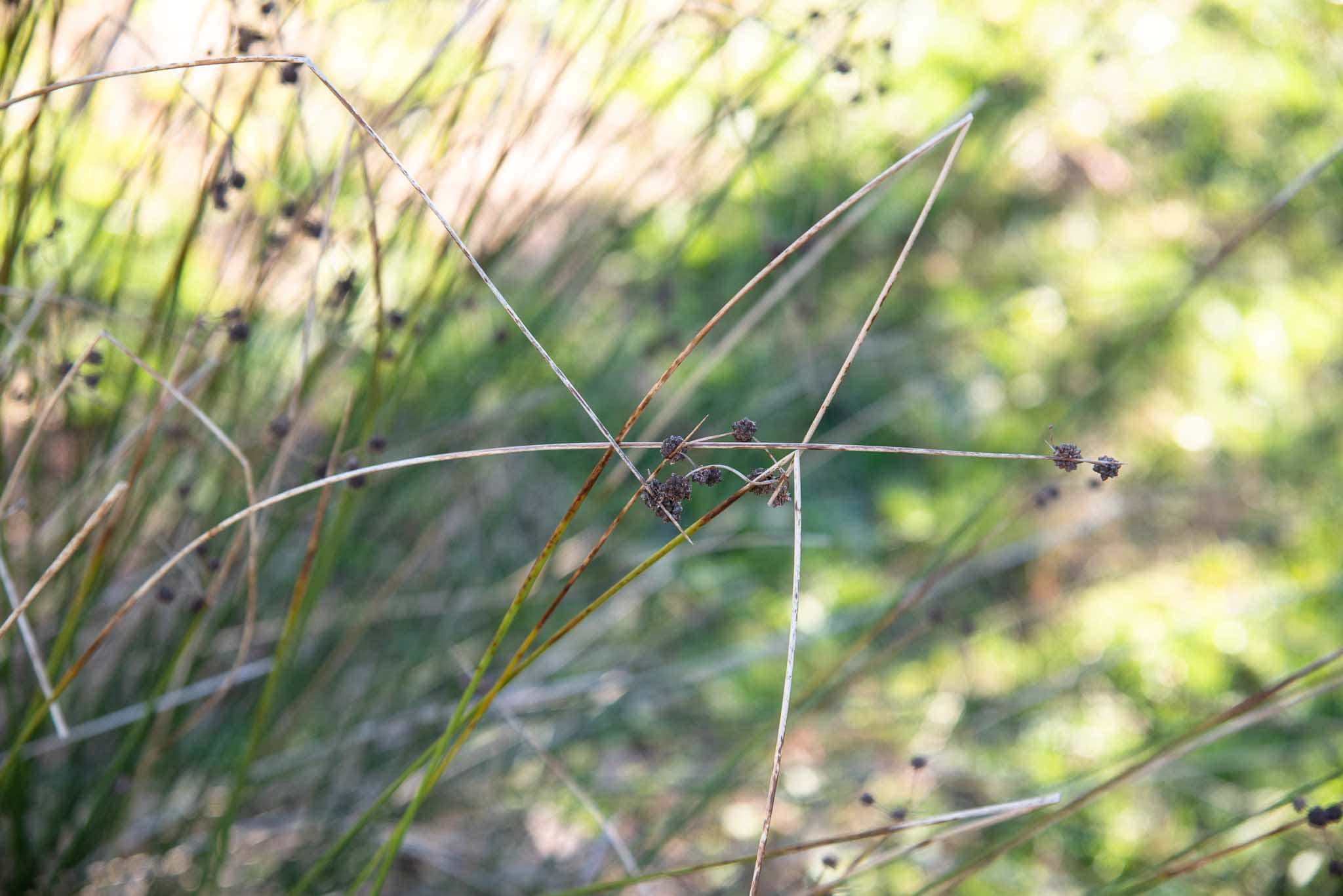 Junco churrero (Scirpus holoschoenus) en Palillos