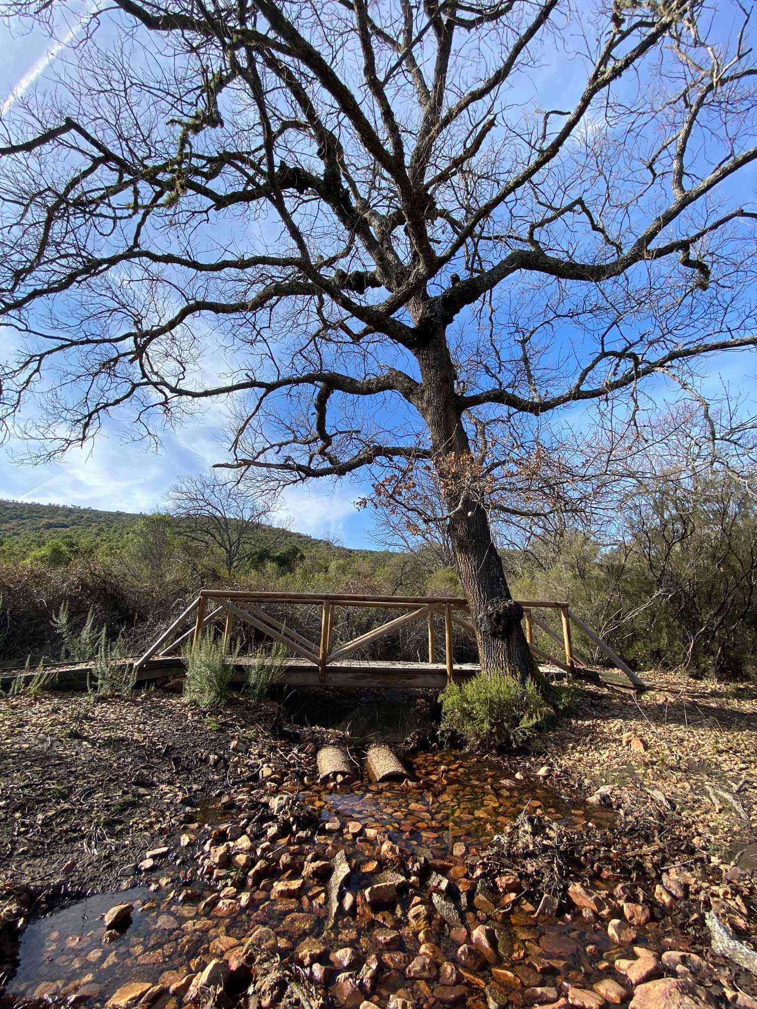 Famoso Rebollo junta al puente en la ruta de la Viñuela