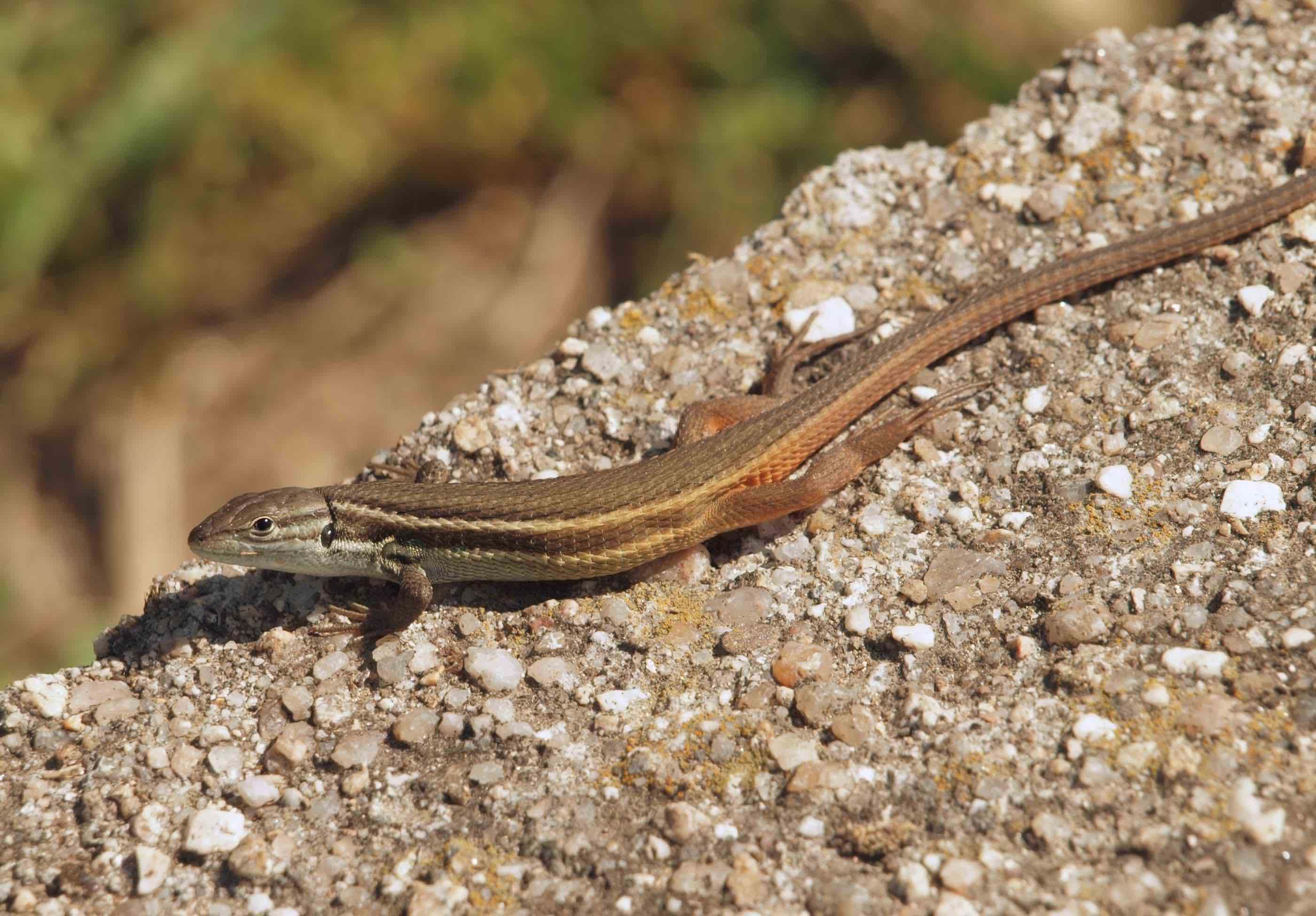 Reptiles y anfibios