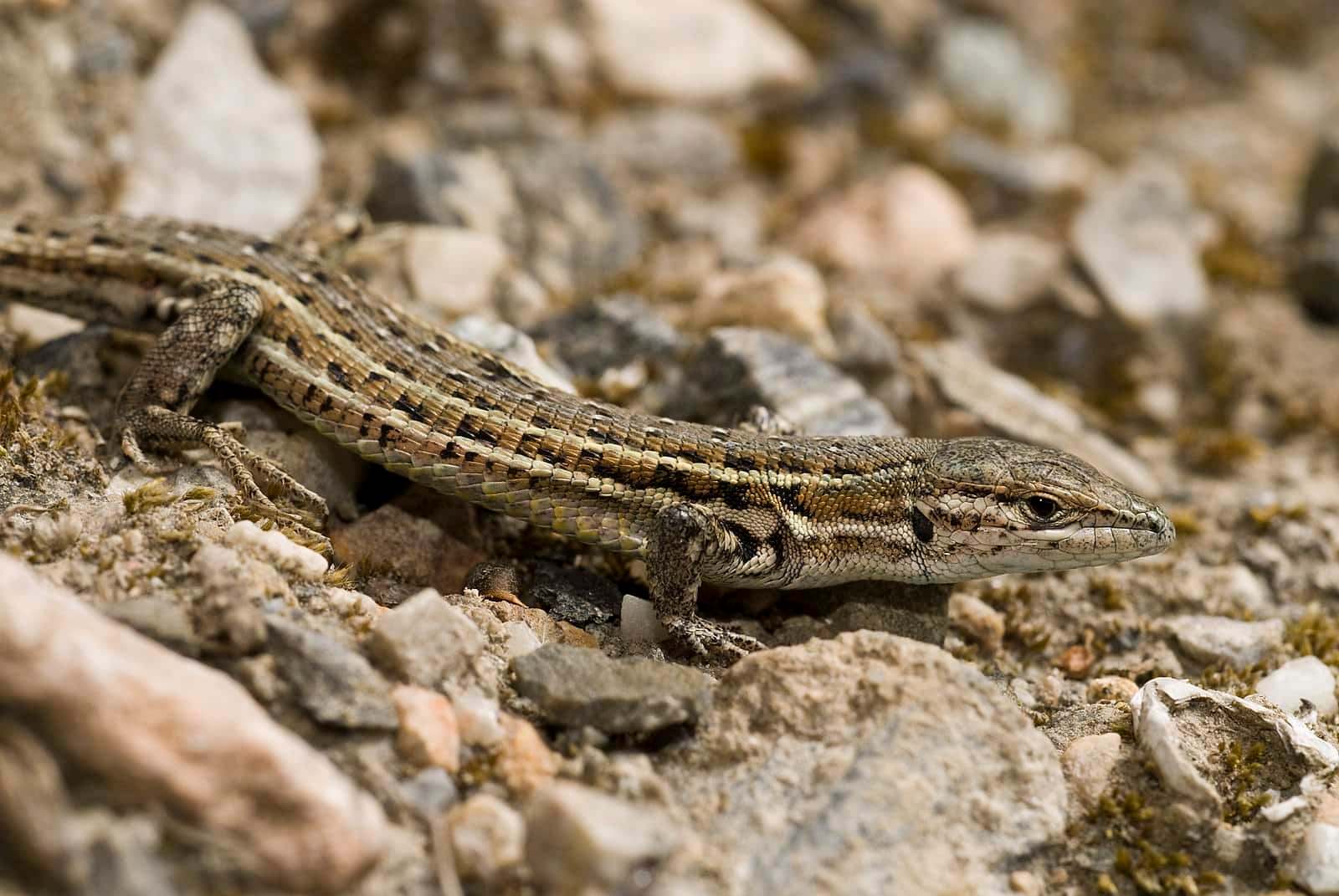 Lagartija colirroja (Psammodromus hispanicus)