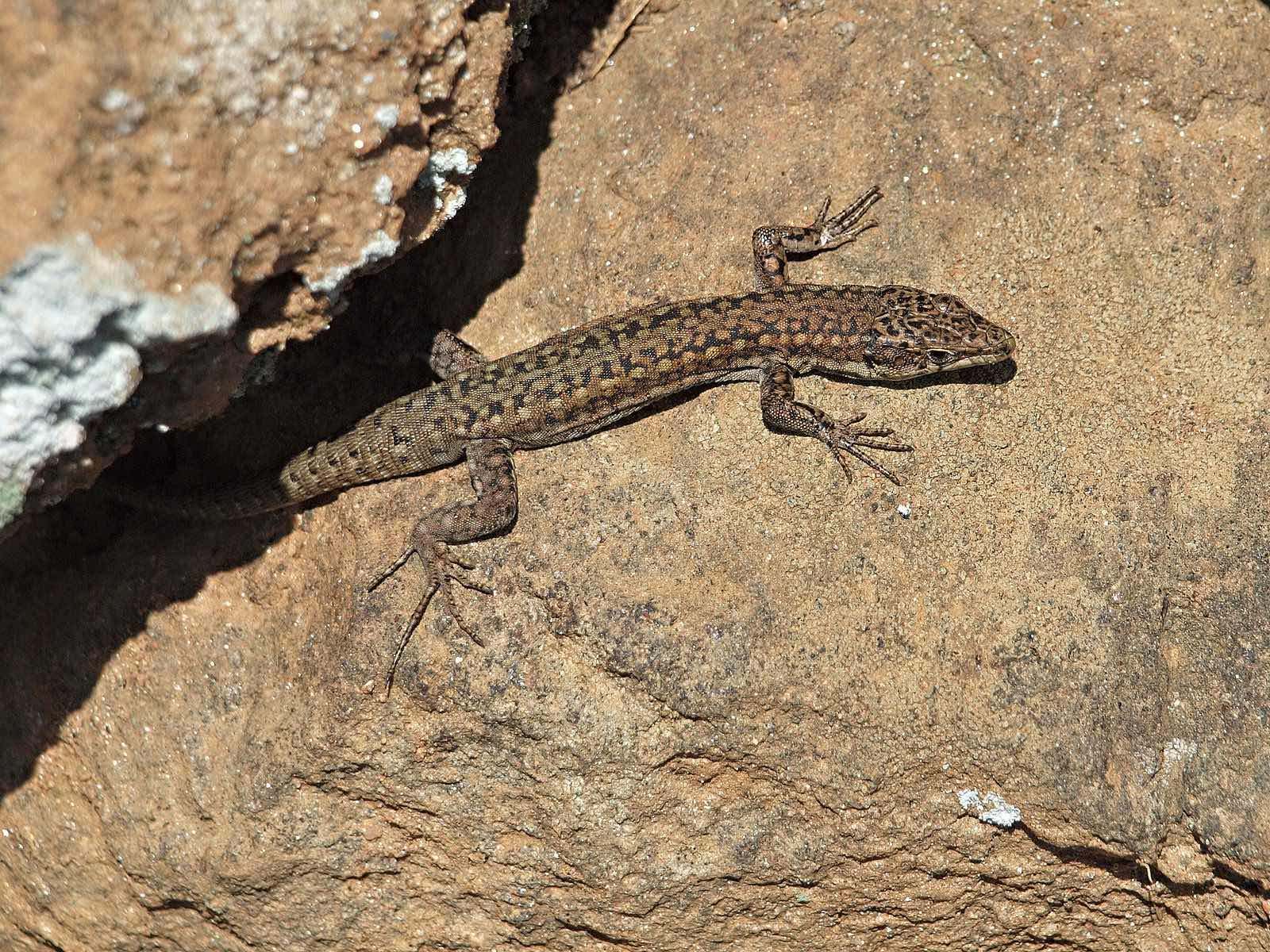 Lagartija ibérica (Podarcis hispanica)