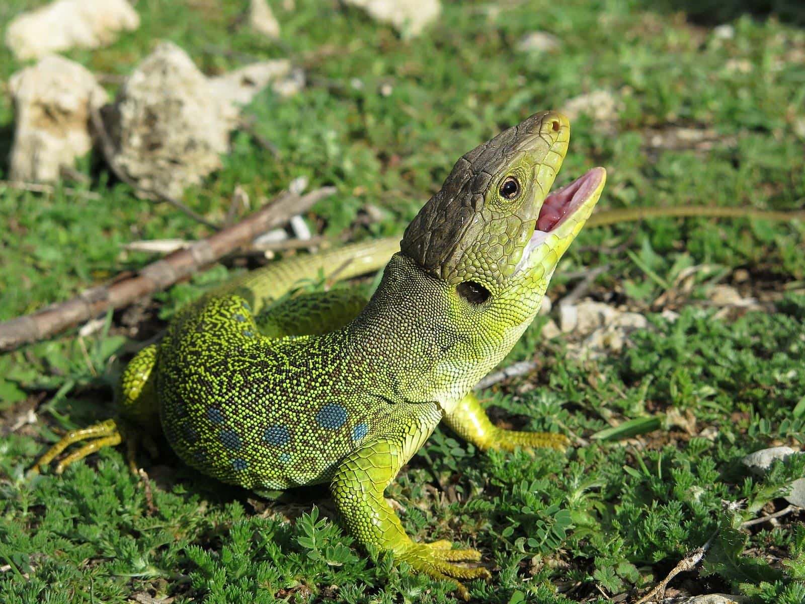Lagarto ocelado (Lacerta lepida)