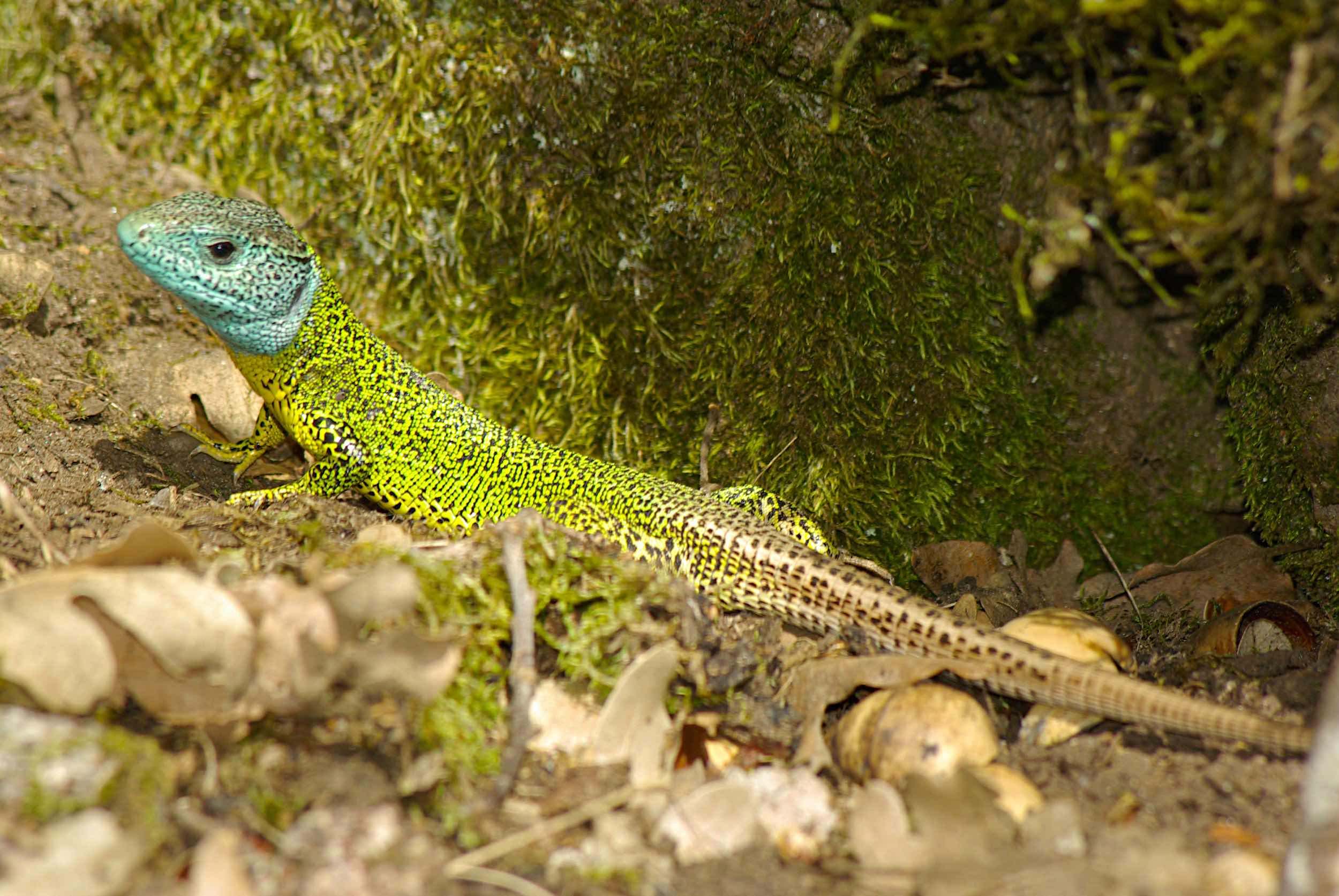 Lagarto verdinegro (Lacerta schreiberi)