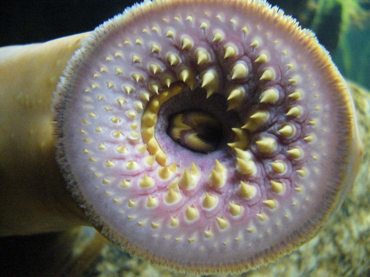 lamprea marina (Petromyzon marinus)