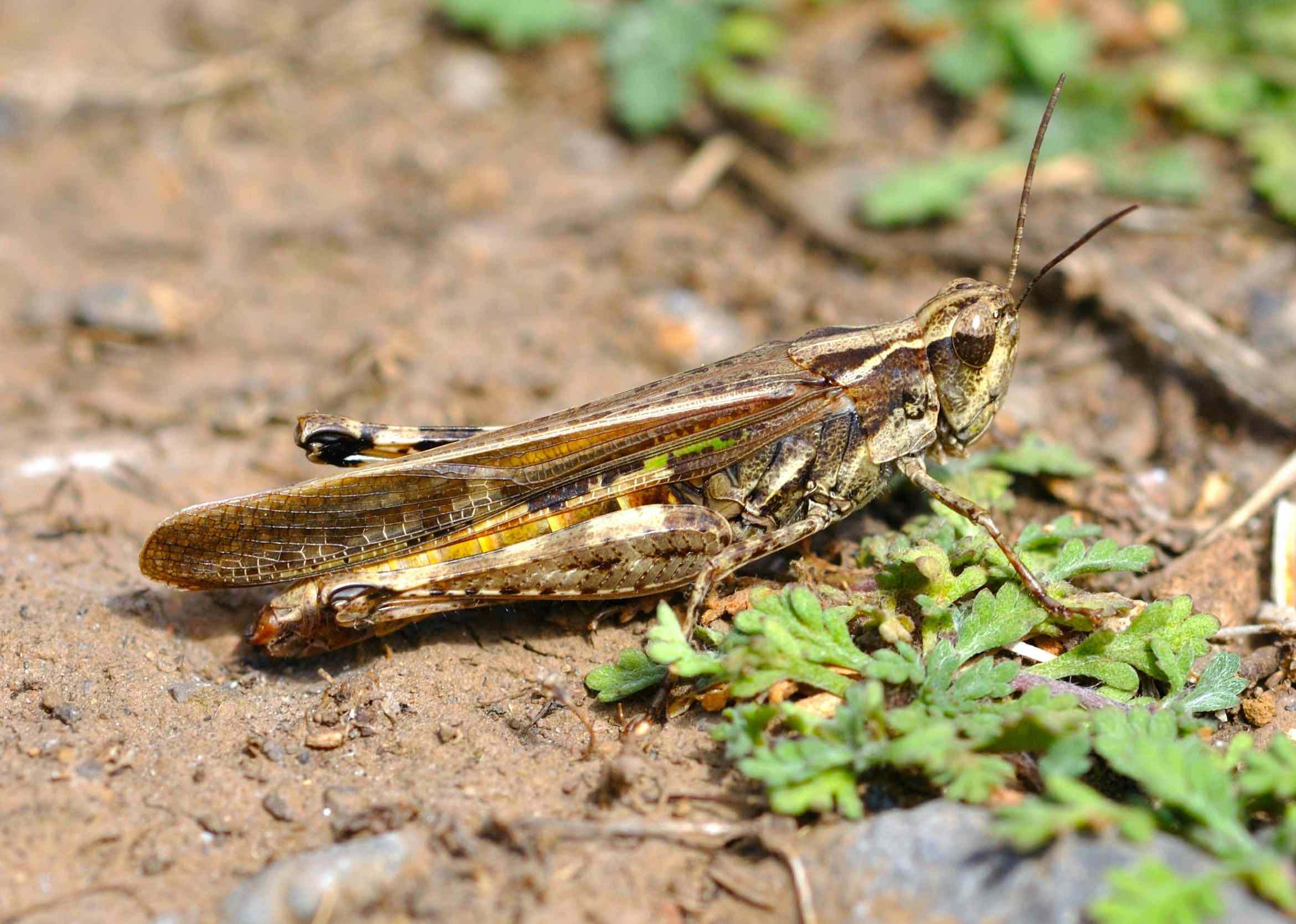 langosta mediterránea (Dociostaurus maroccanus)