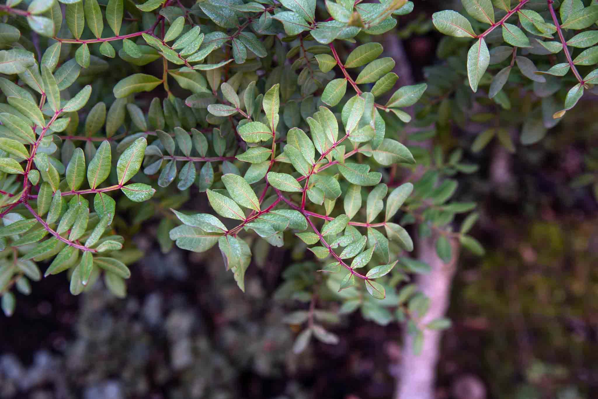 Lentisco (Pistacia lentiscus) 1