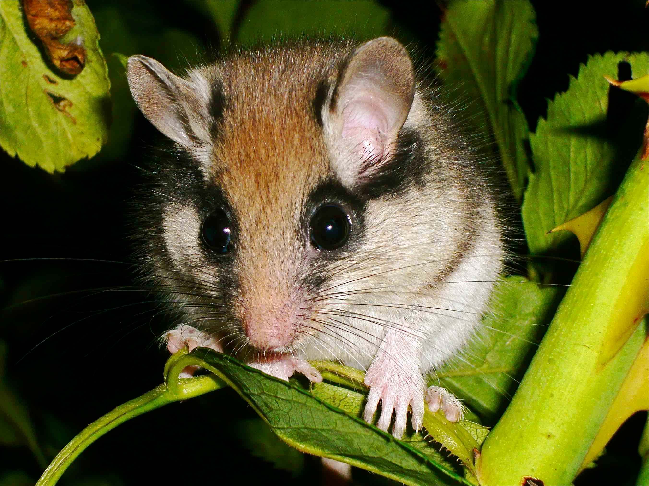 lirón careto (Eliomys quercinus) mamífero