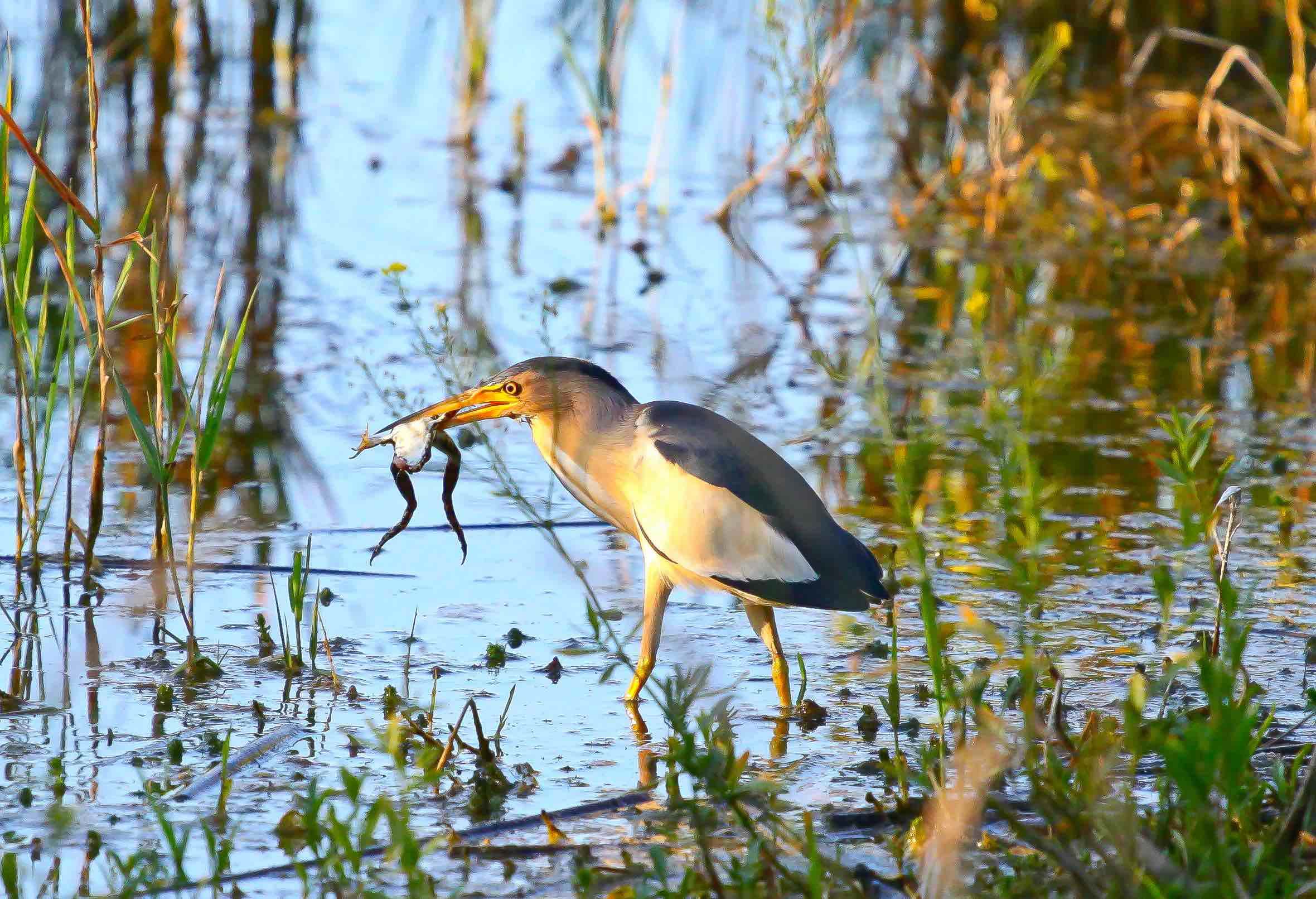 Avetorrillo (Ixobrychus minutus)