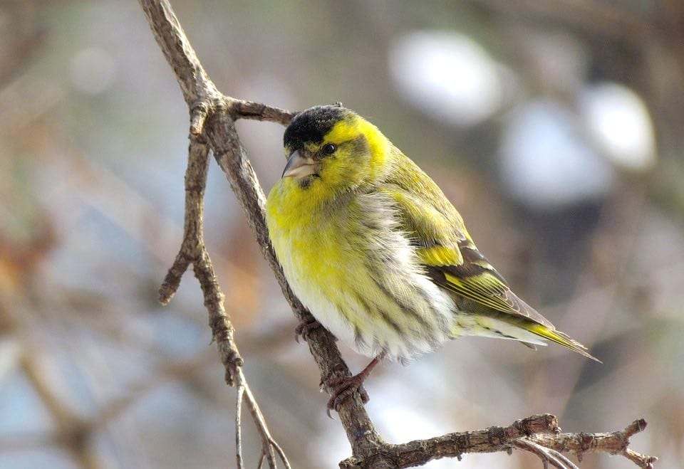 Lúgano (Carduelis spinus)
