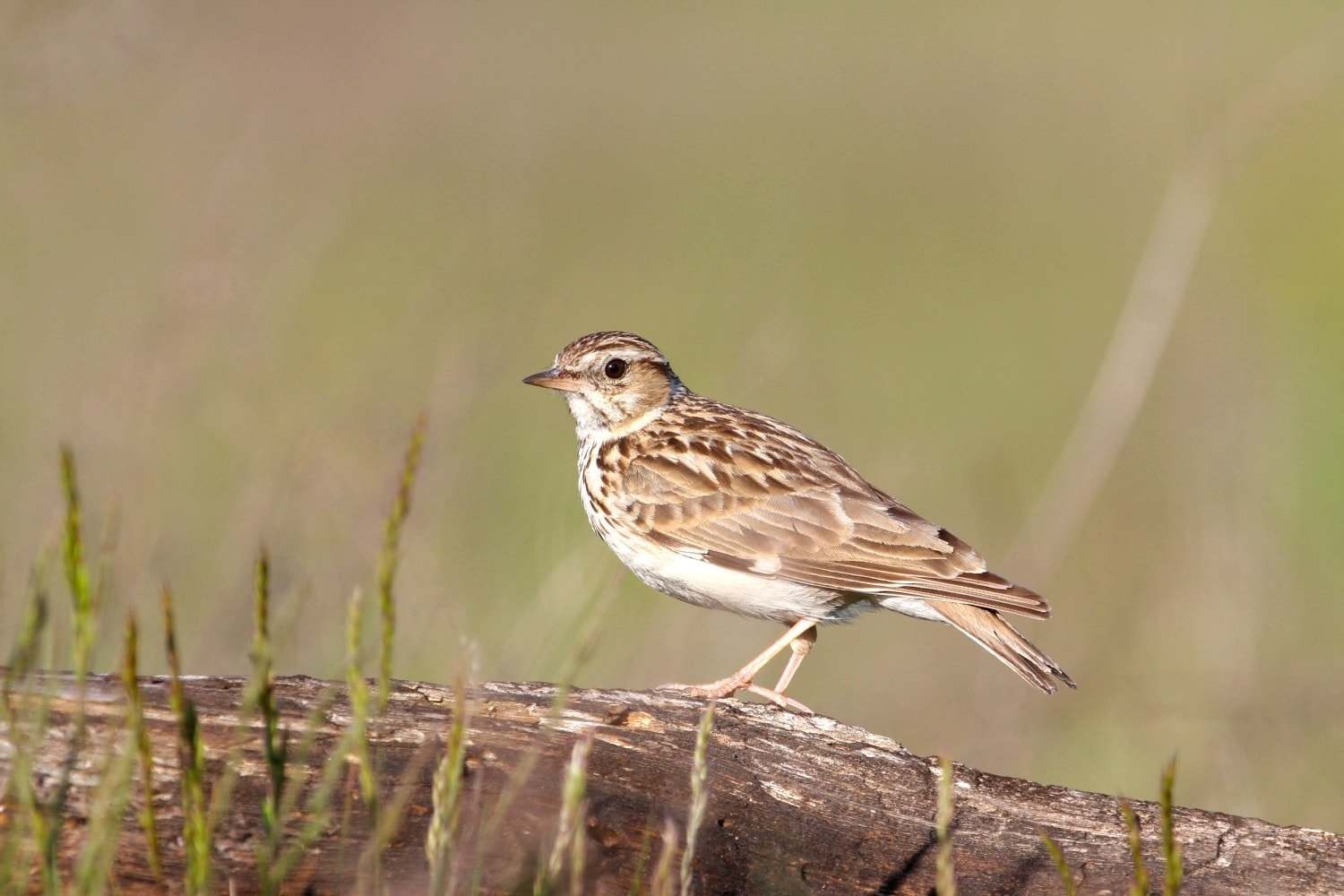 Totovía (Lullula arborea)