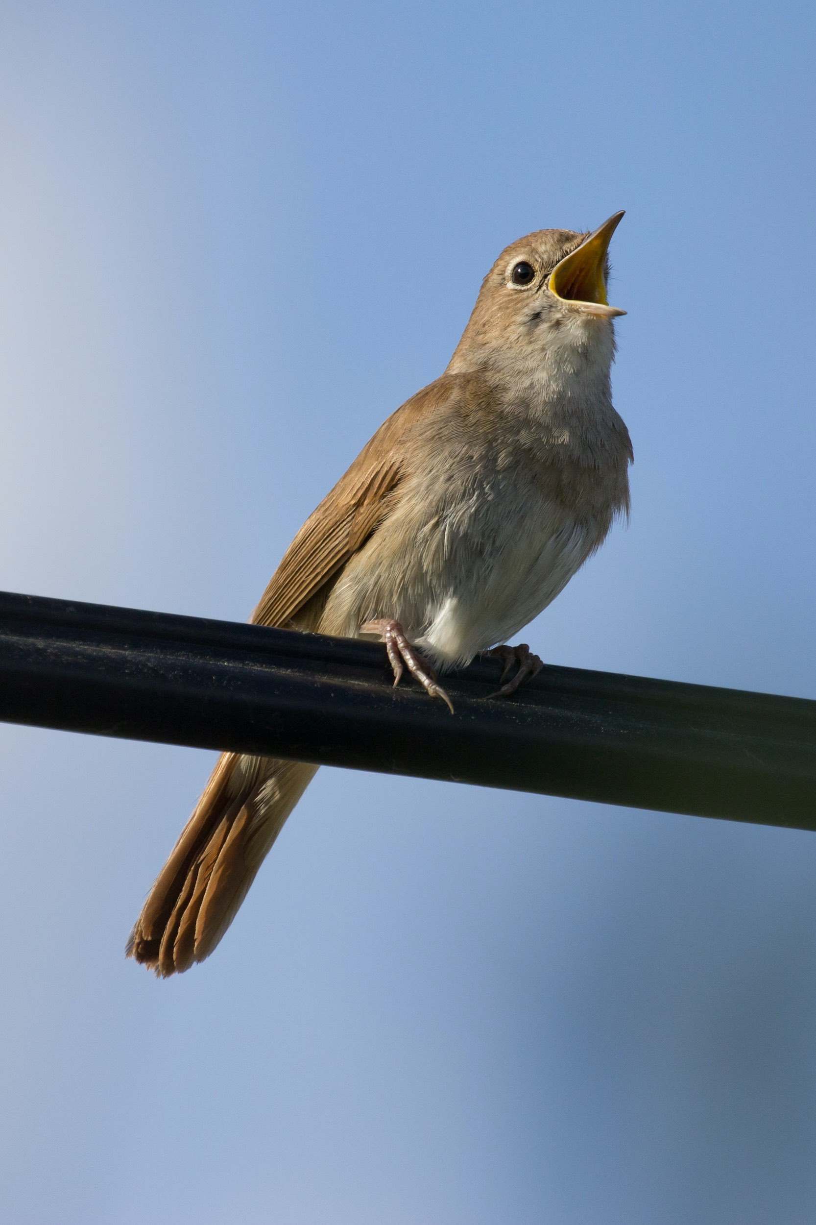Ruiseñor común (Luscinia megarhynchos)