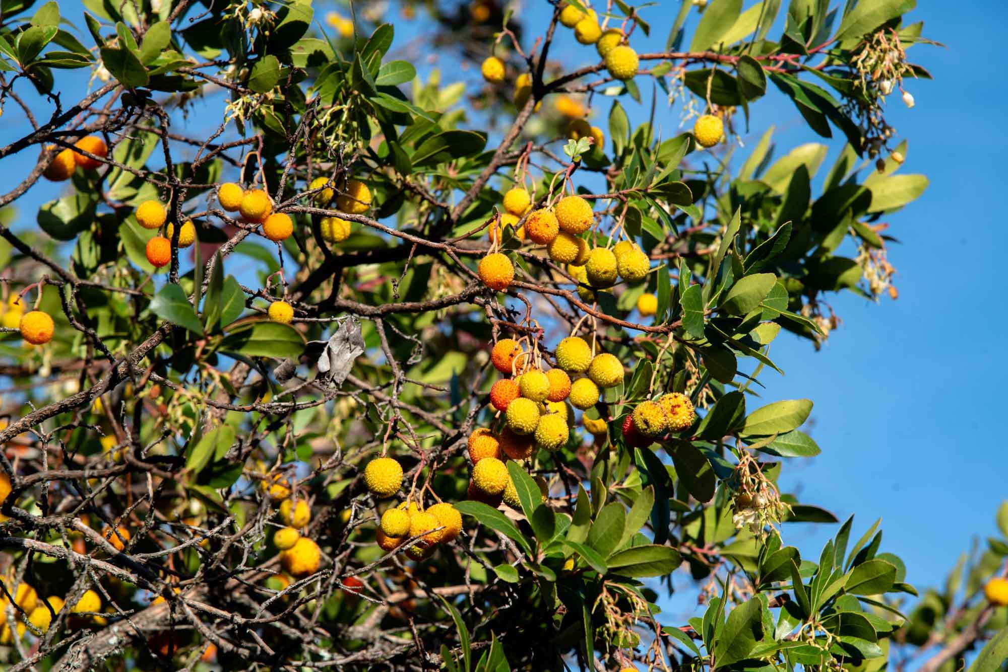 Madroño (Arbutus unedo) en la Chorrera madroñales