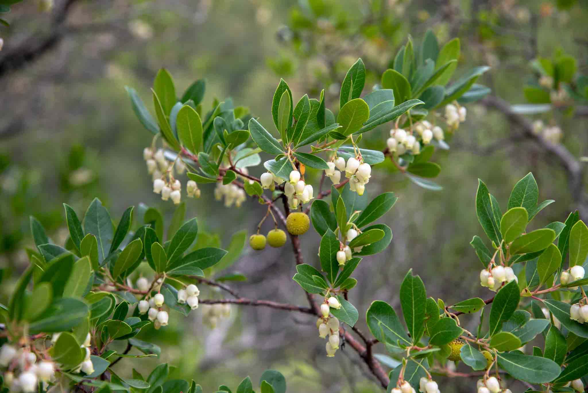 Madroños Madroñales (Arbutus unedo)
