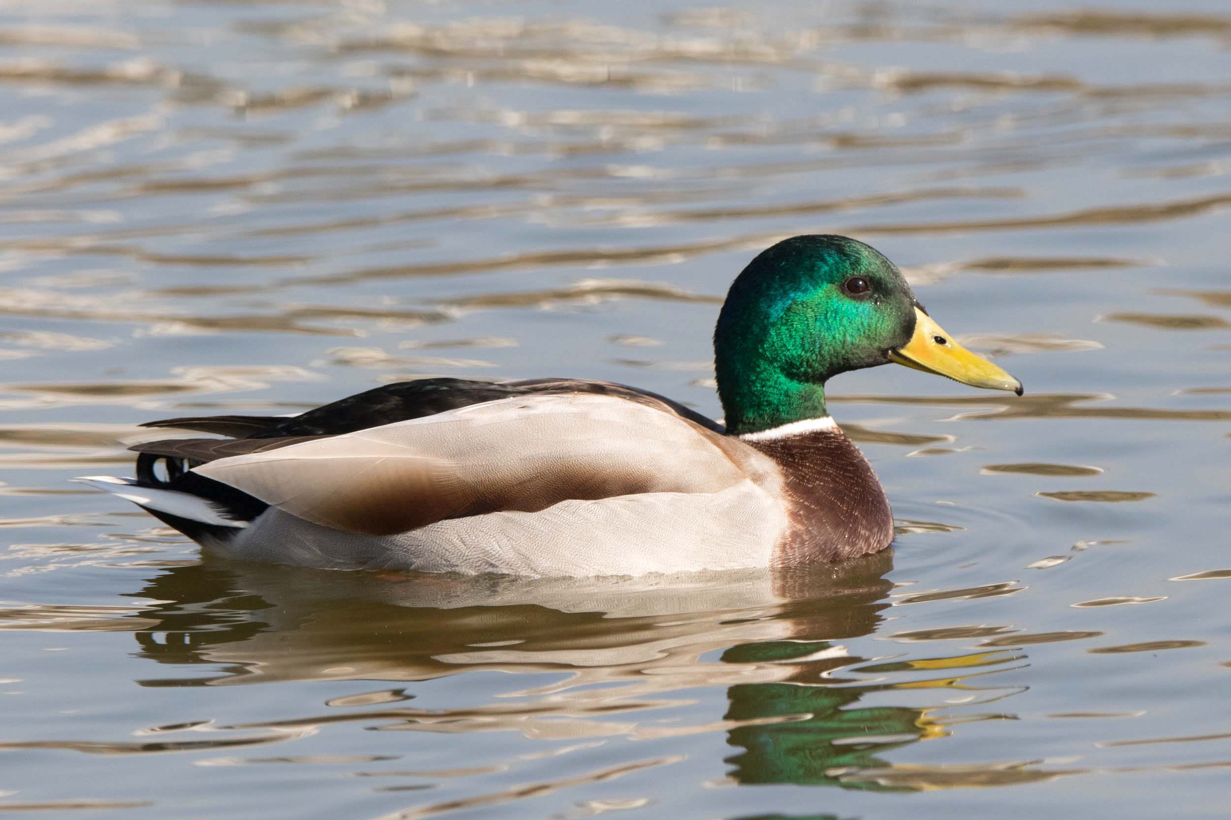 Ánade real o azulón (Anas platyrhynchos)​