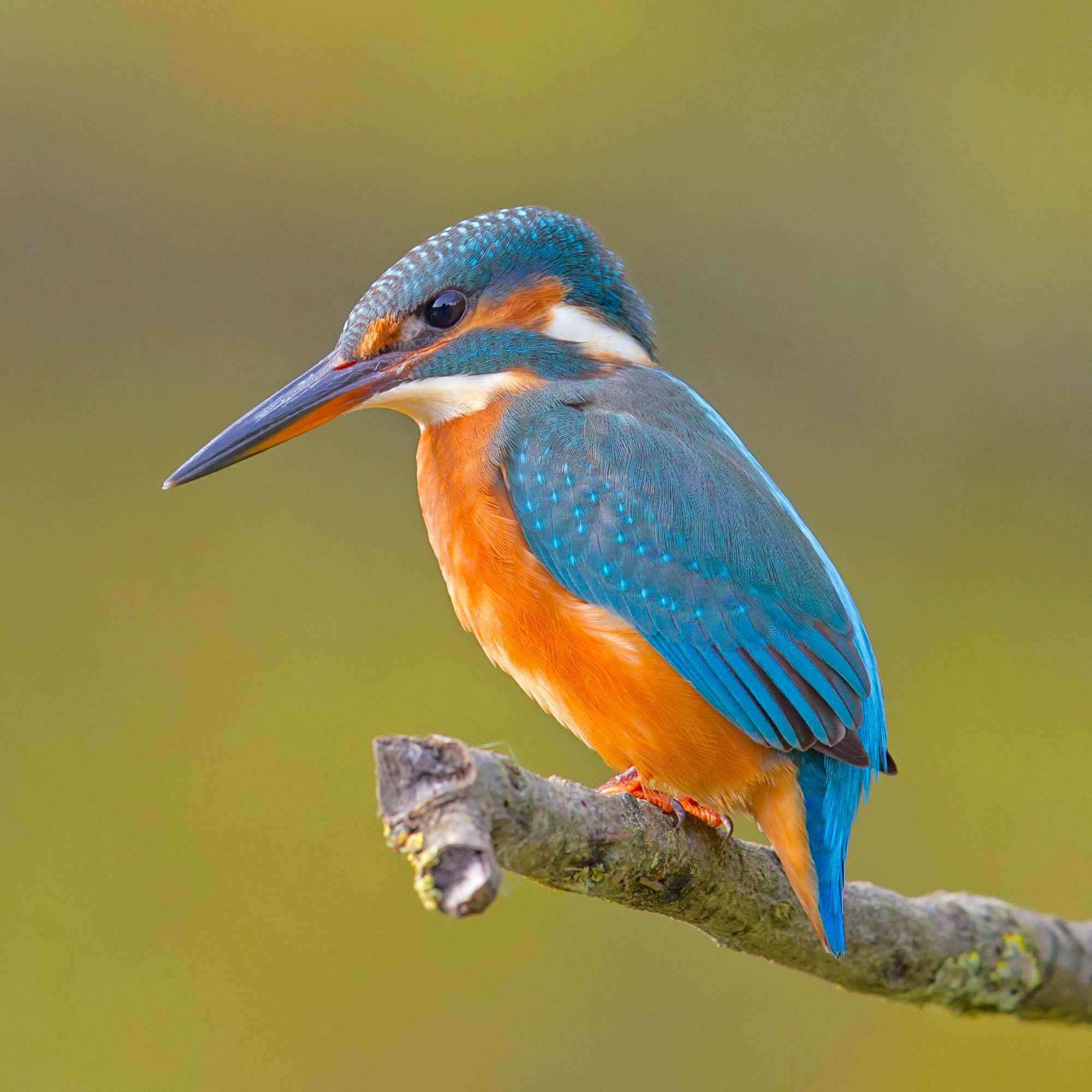Aves de los ríos en Cabañeros