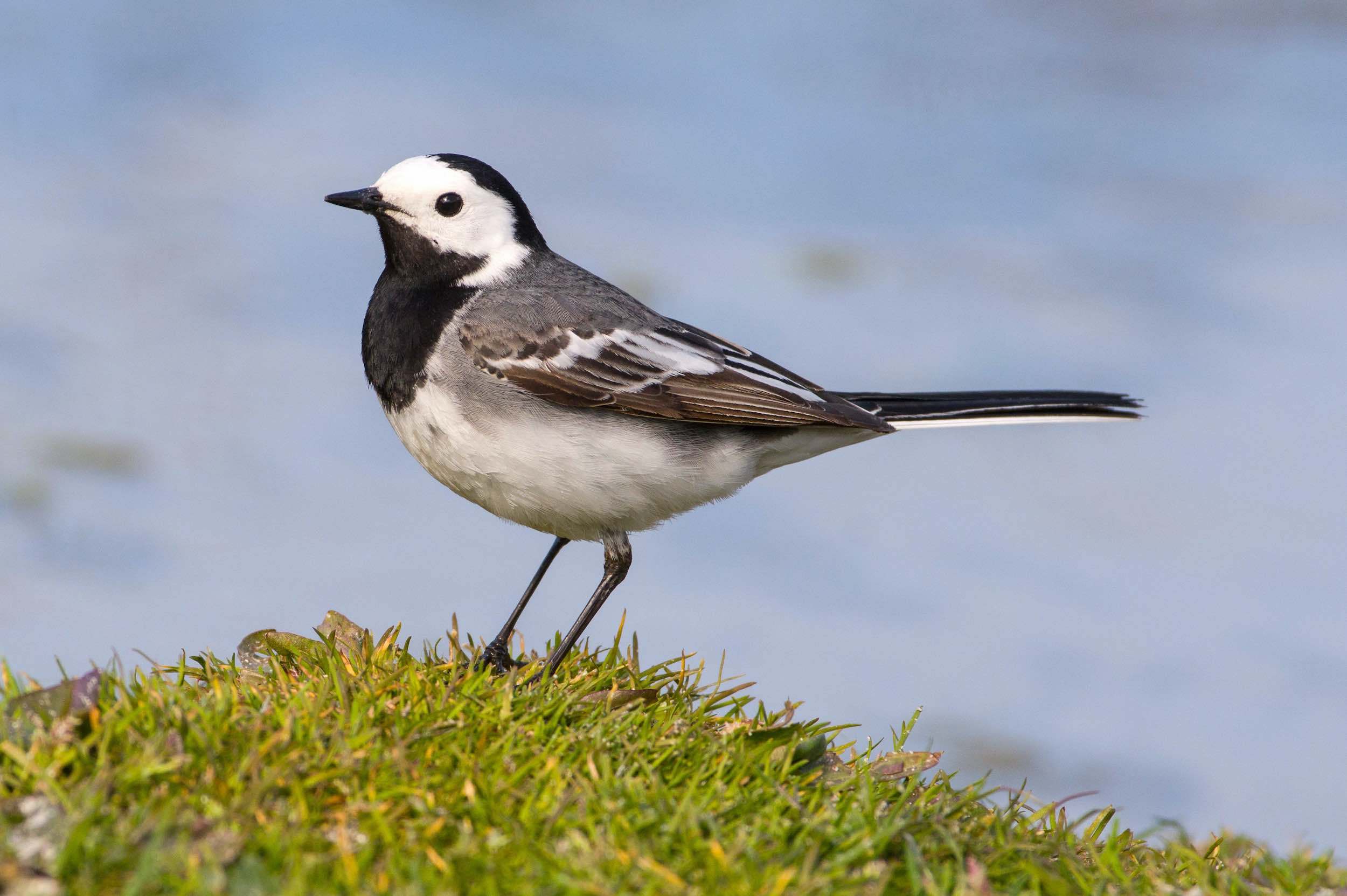 Lavandera blanca (Motacilla alba)