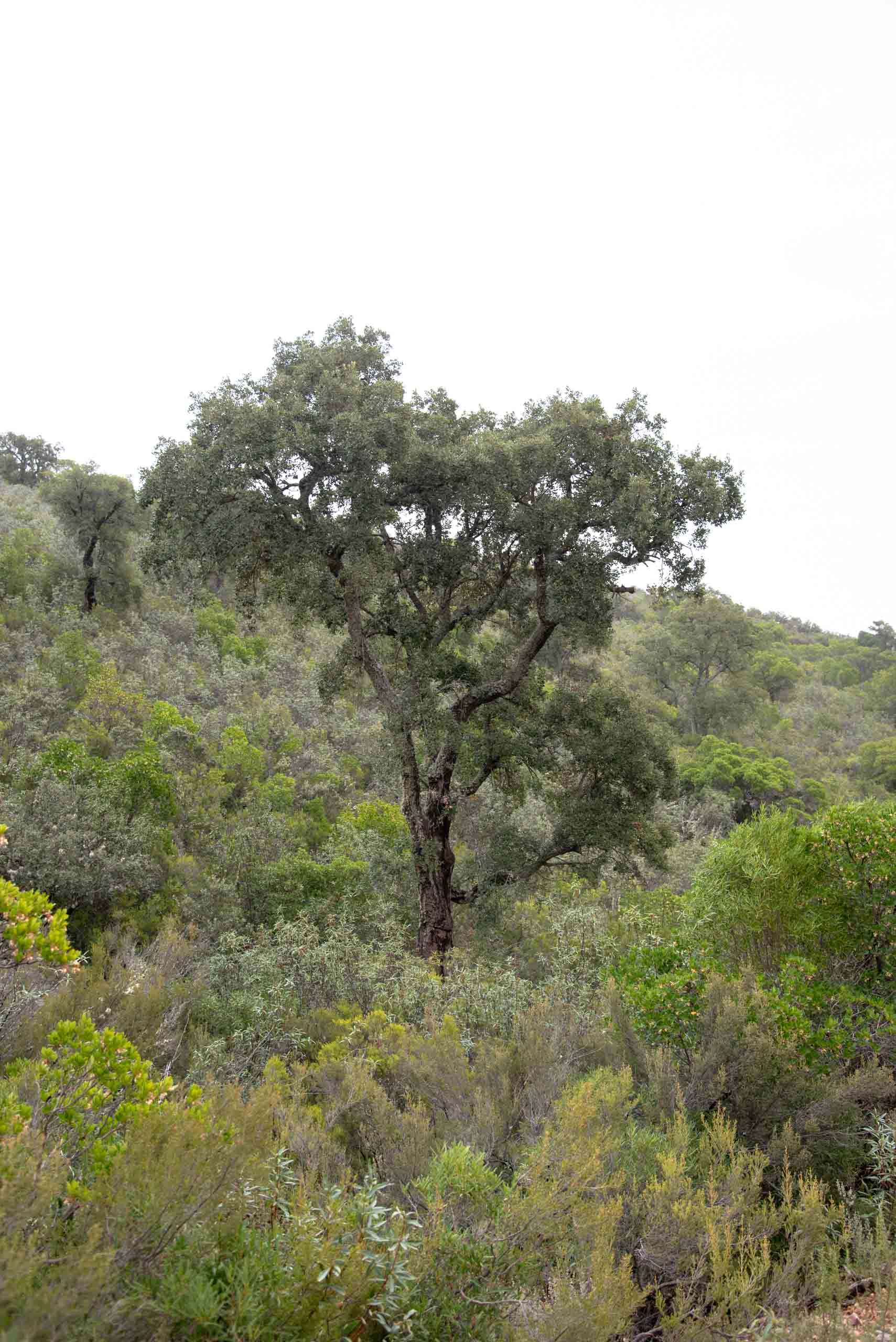Alcornoque rodeado de jara, brezo, madroño en la ruta de la Viñuela