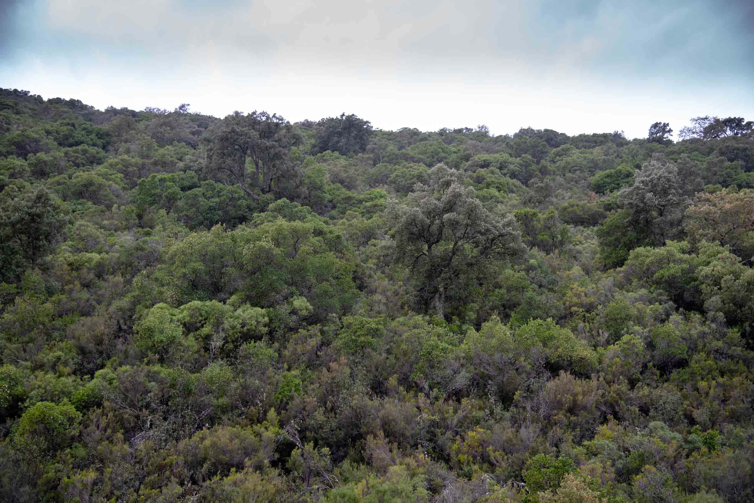 Umbría en la ruta de la viñuela