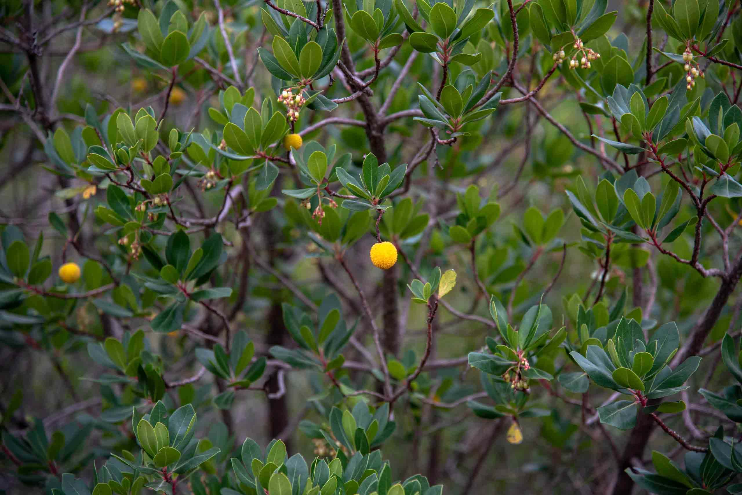 Madroñales