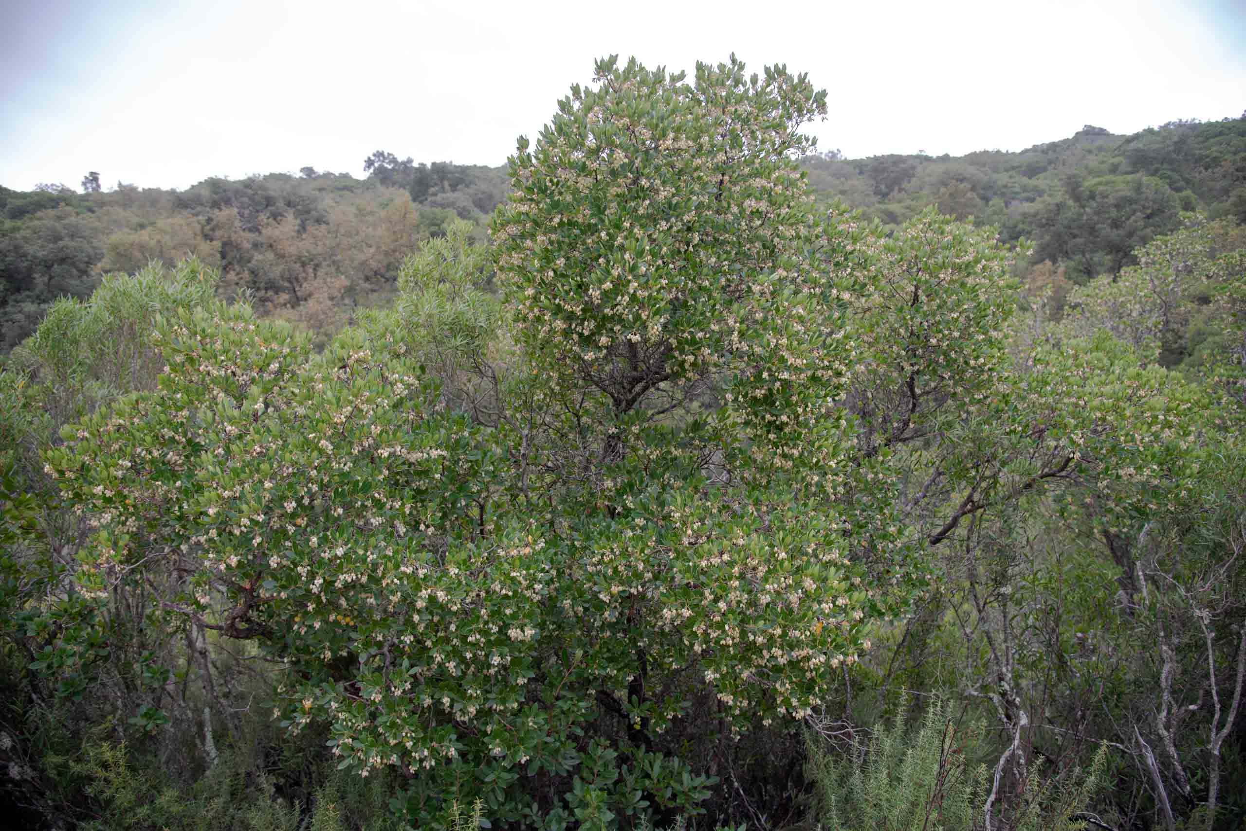 Madroño (Arbutus unedo) en otoño en la Viñuela Madroñales