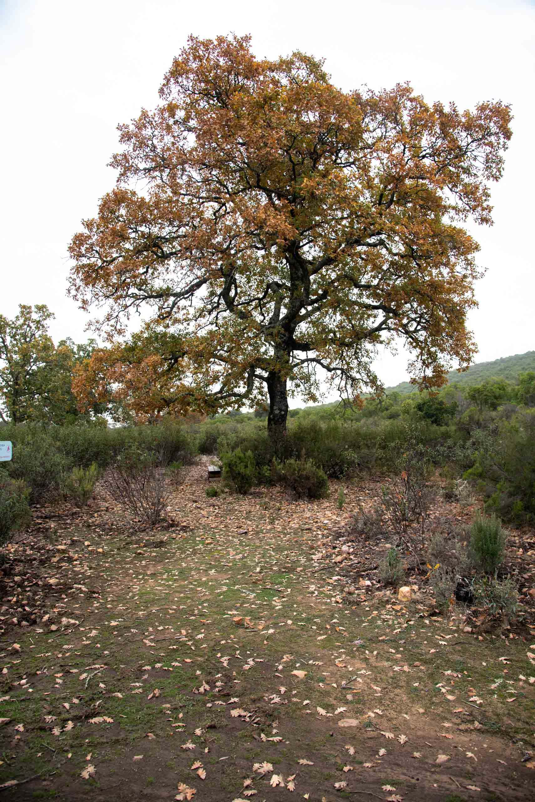 Rebollo en la Viñuela