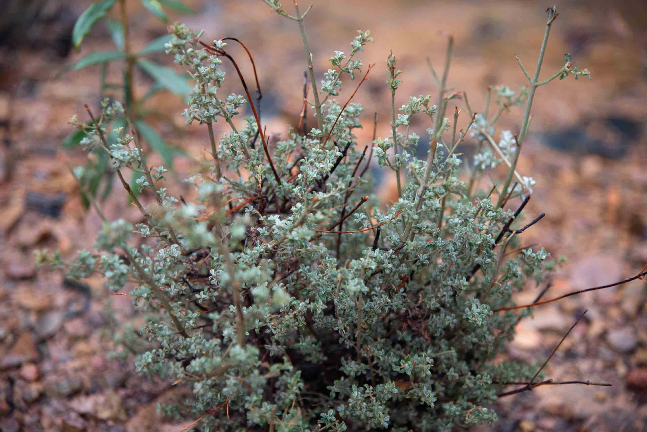 Alcayuela (Halimium ocymoides)
