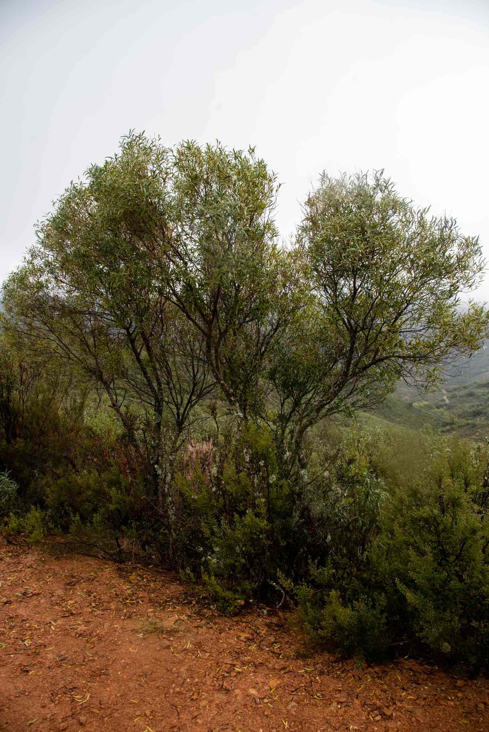 Labiérnago en Gargantilla
