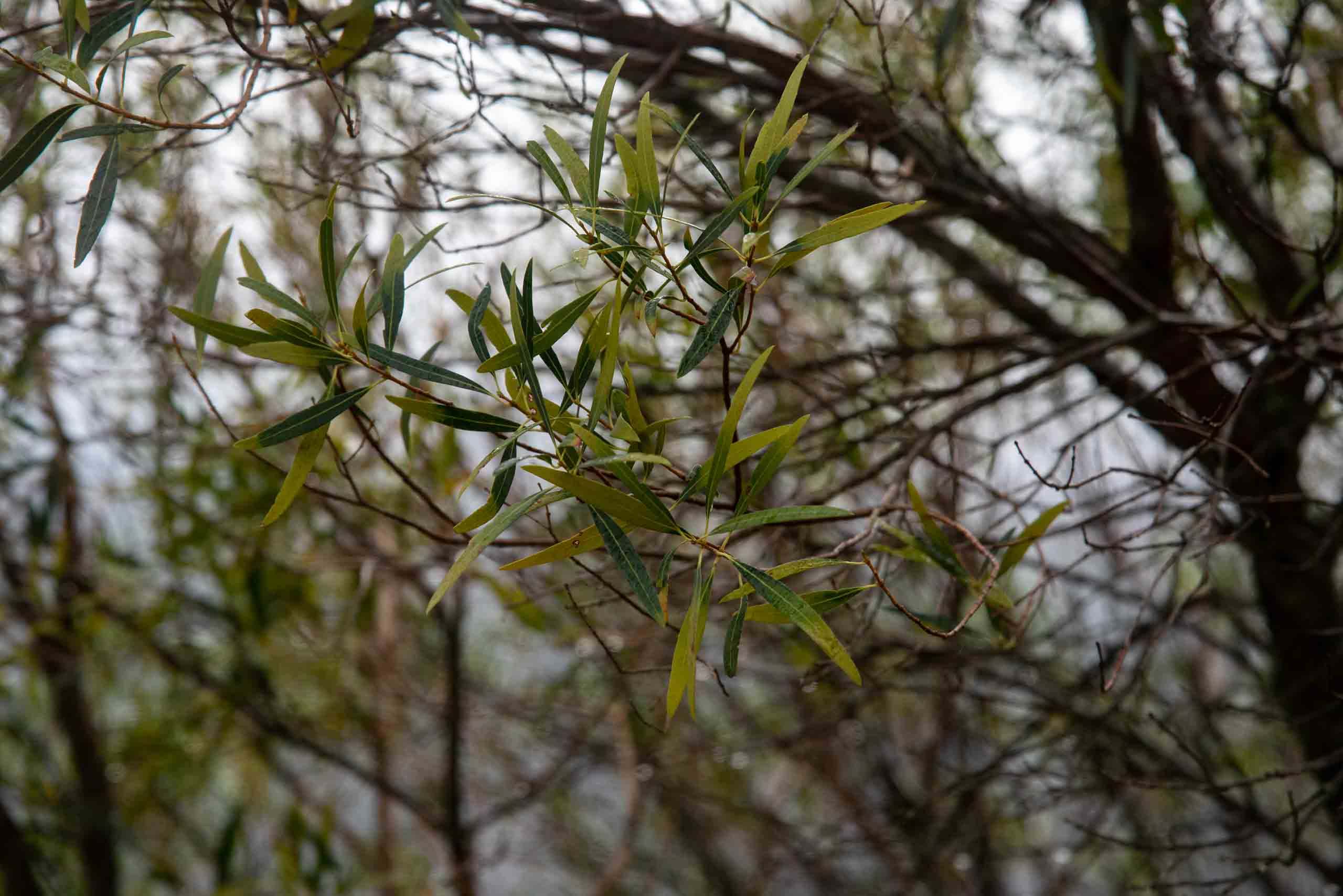 Hoja de labiérnago en Gargantilla