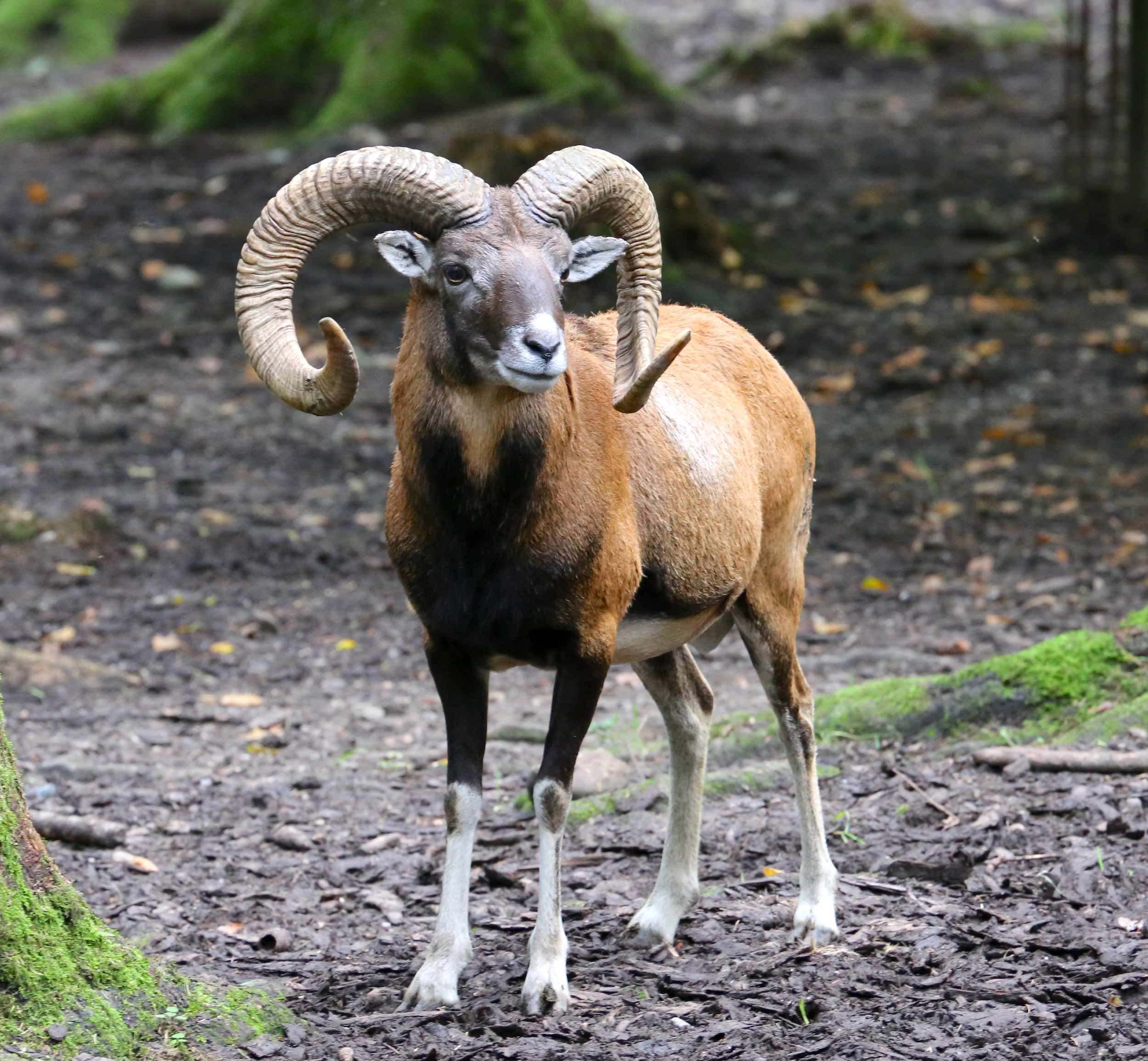Muflón de Córcega (Ovis orientalis musimon) mamifero