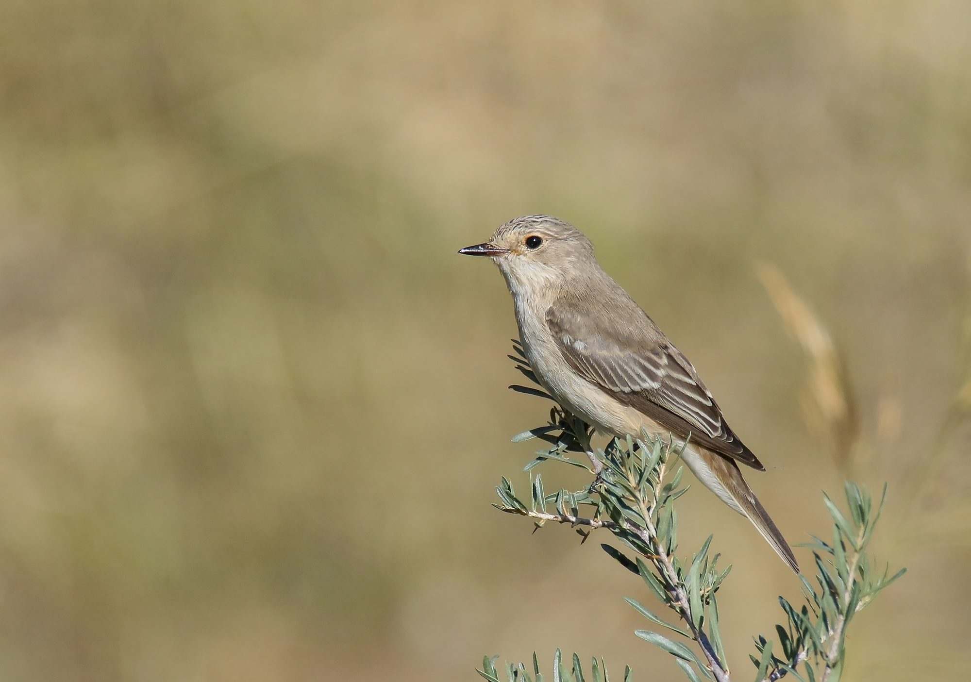 Papamoscas gris (Muscicapa striata)