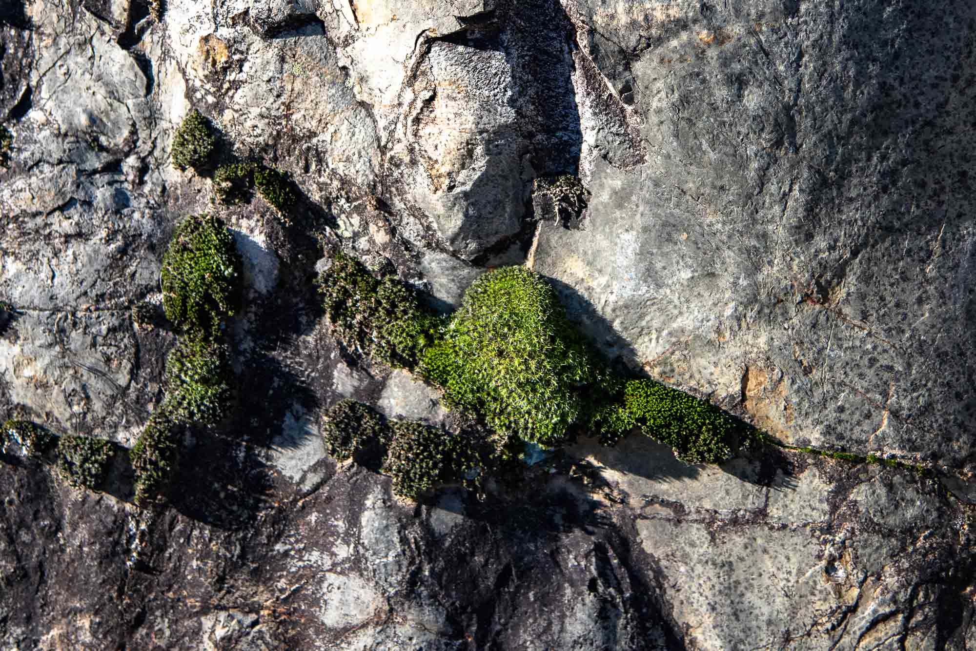 musgos (Sphagnum)