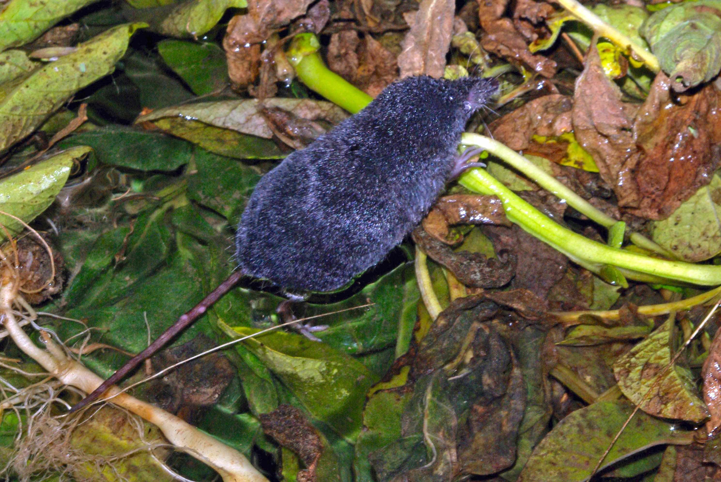 musgaño de cabrera (Neomys anomalus) mamífero