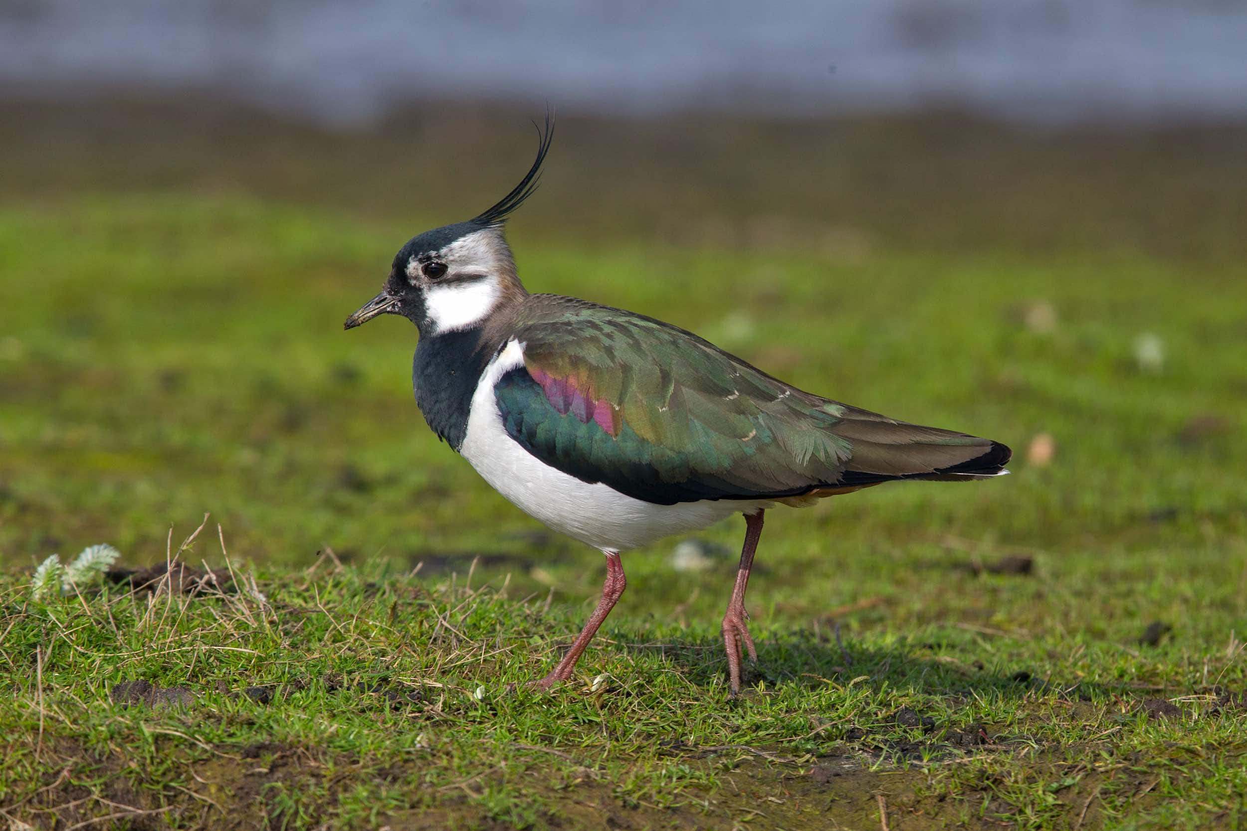 Avefría (Vanellus vanellus)