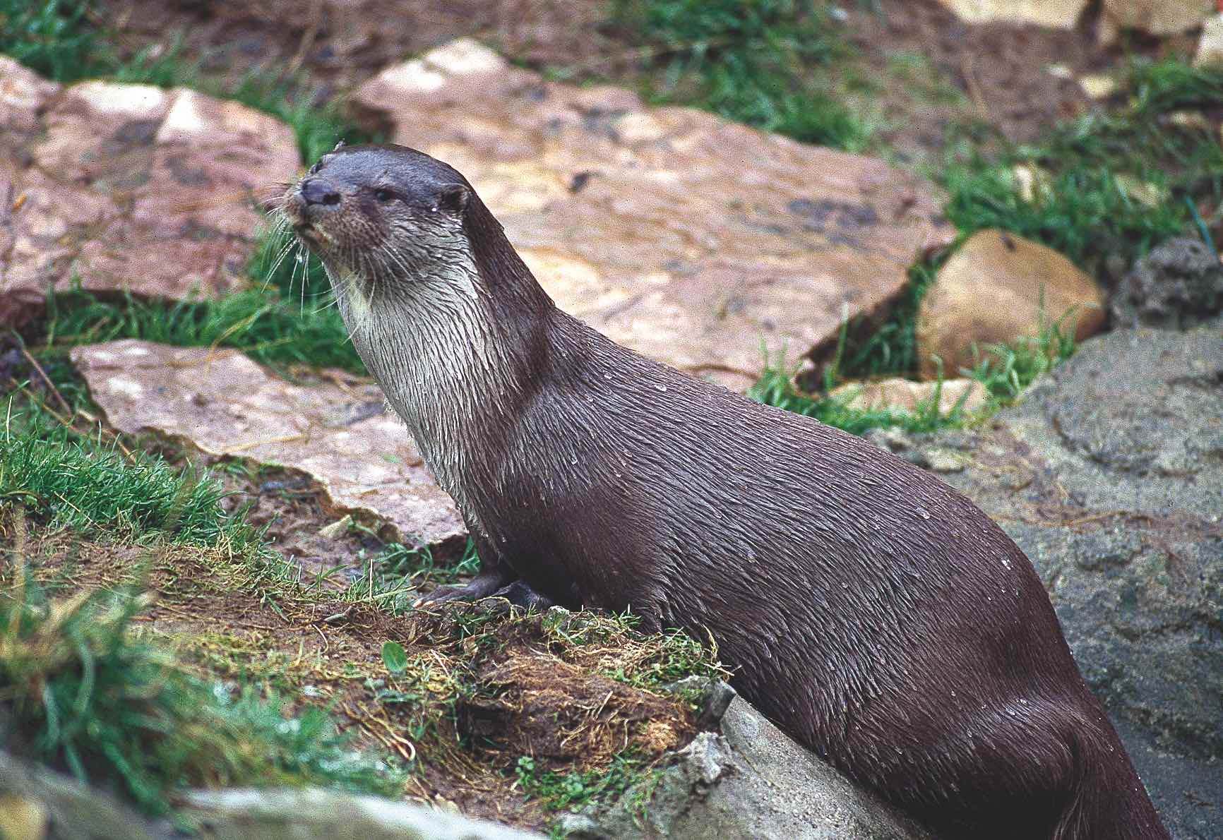 Nutria (Lutra lutra) mamífero