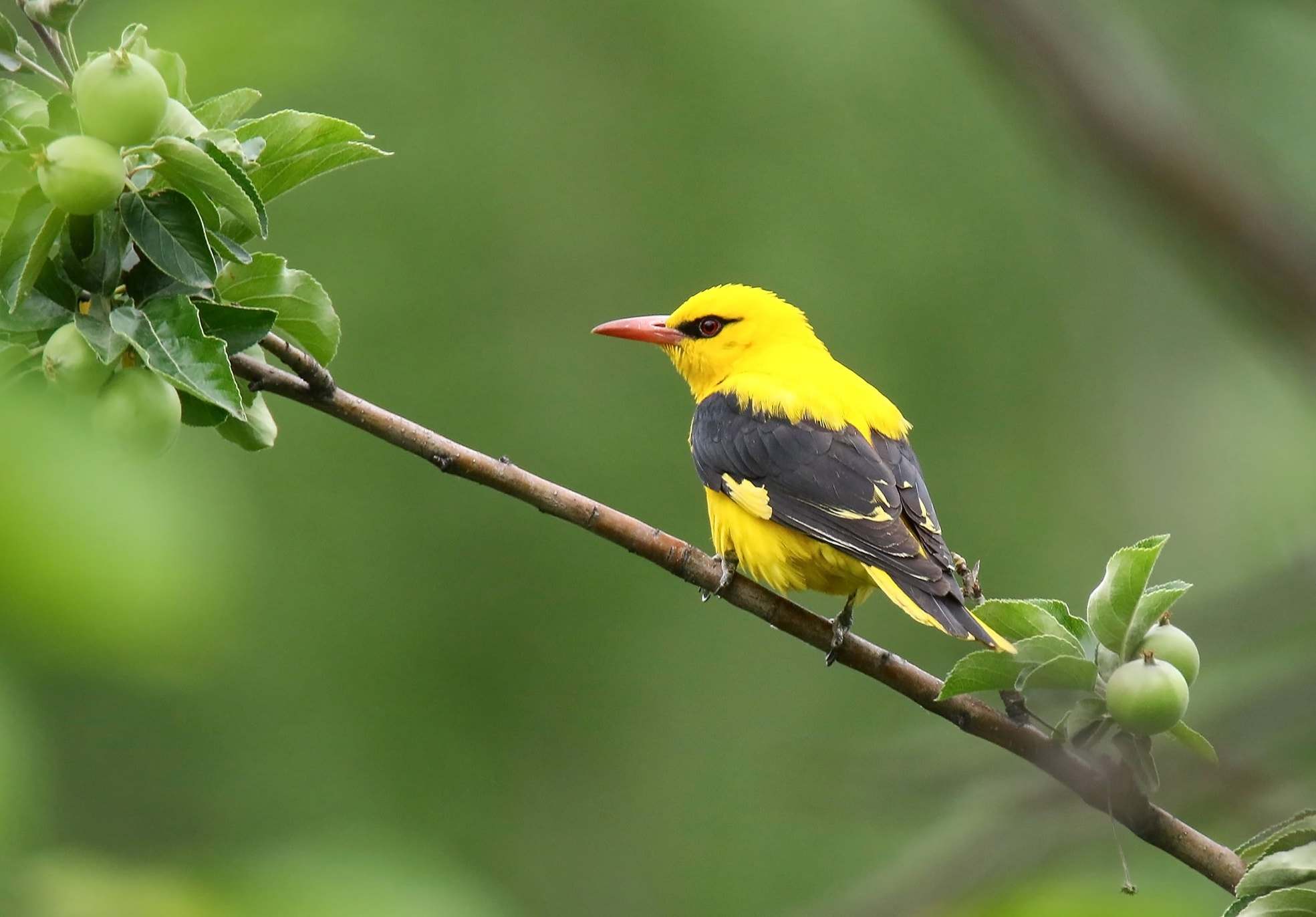 Oropéndola (Oriolus oriolus)