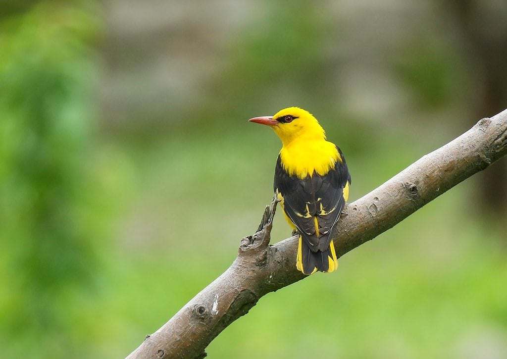 Oropéndola (Oriolus oriolus)